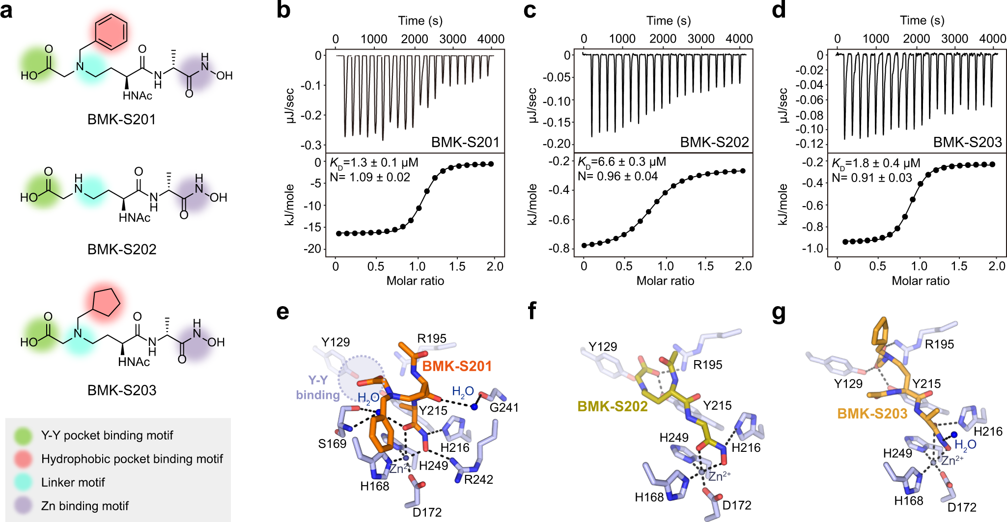 Fig. 3: Structural and functional studies on Pgp3 in complex with BMK-S201 and its derivatives.