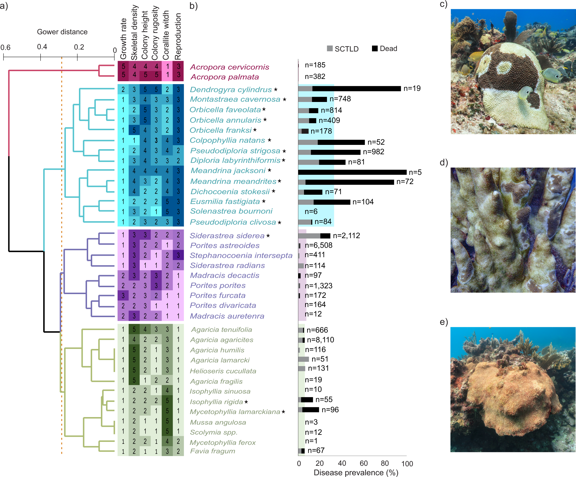 Fig. 1: Morpho-functional groups of Caribbean corals and their susceptibility to stony coral tissue loss disease (SCTLD).