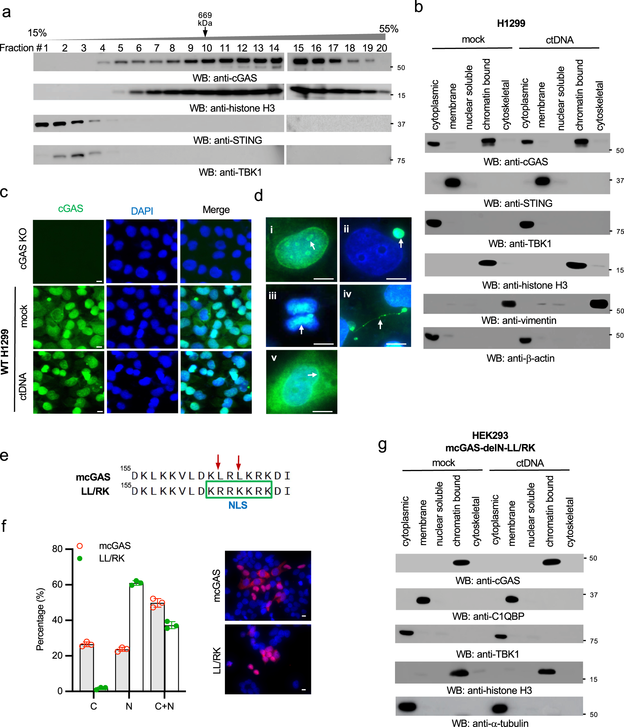 Nuclear Soluble Cgas Senses Double Stranded Dna Virus Infection Communications Biology