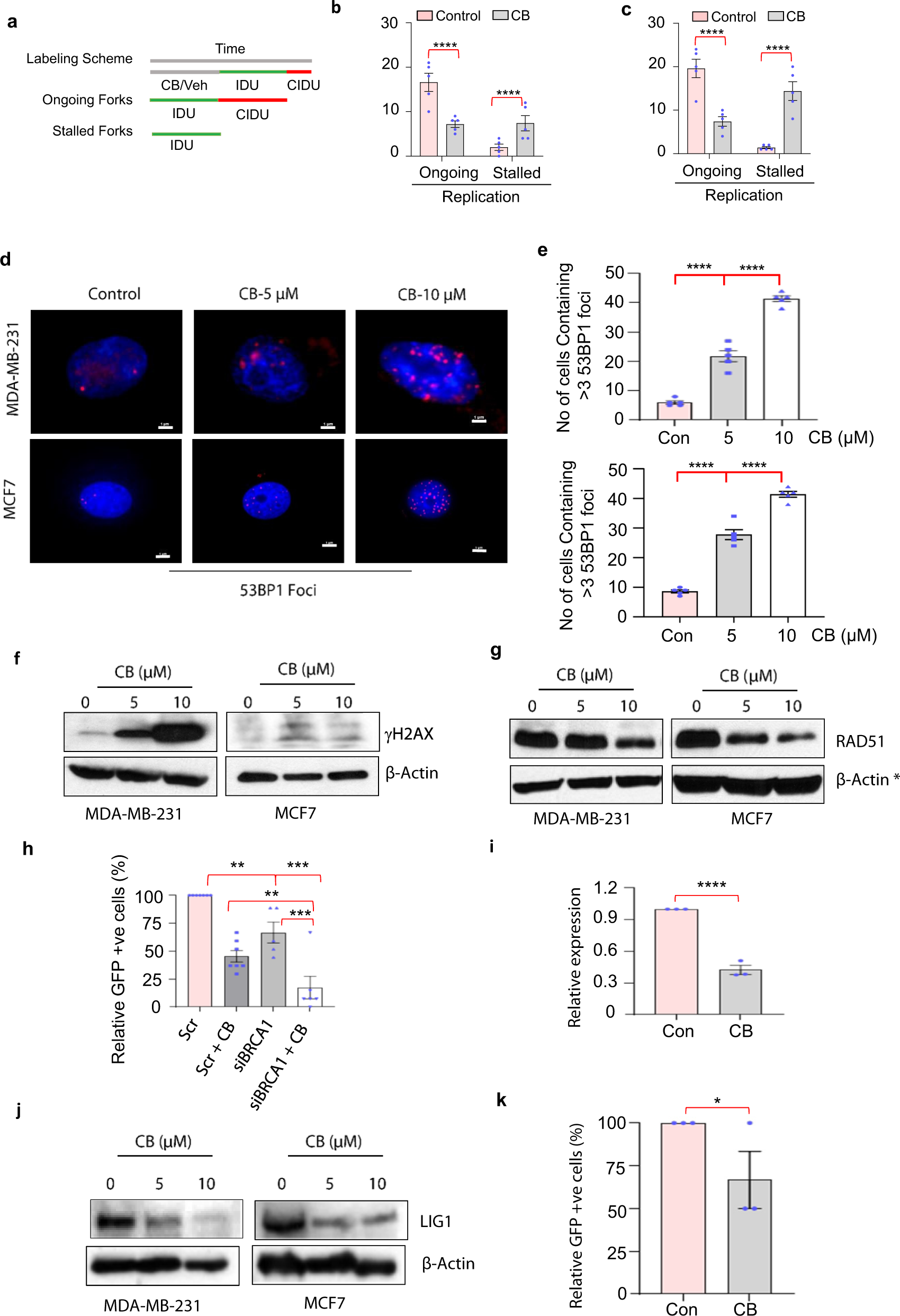 Fig. 7: CB blocks replication and inhibits the ability of breast cancer cells to repair DNA by homologous recombination.