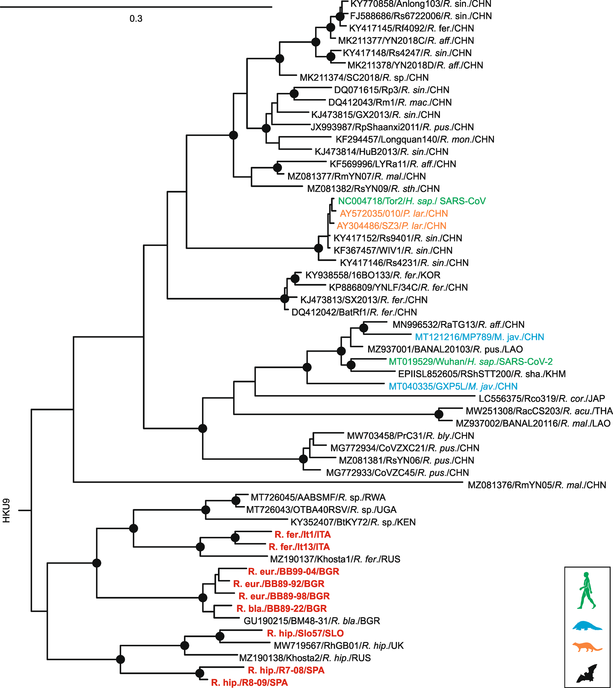 Genomic Determinants Of Furin Cleavage In Diverse European Sars Related Bat Coronaviruses Communications Biology