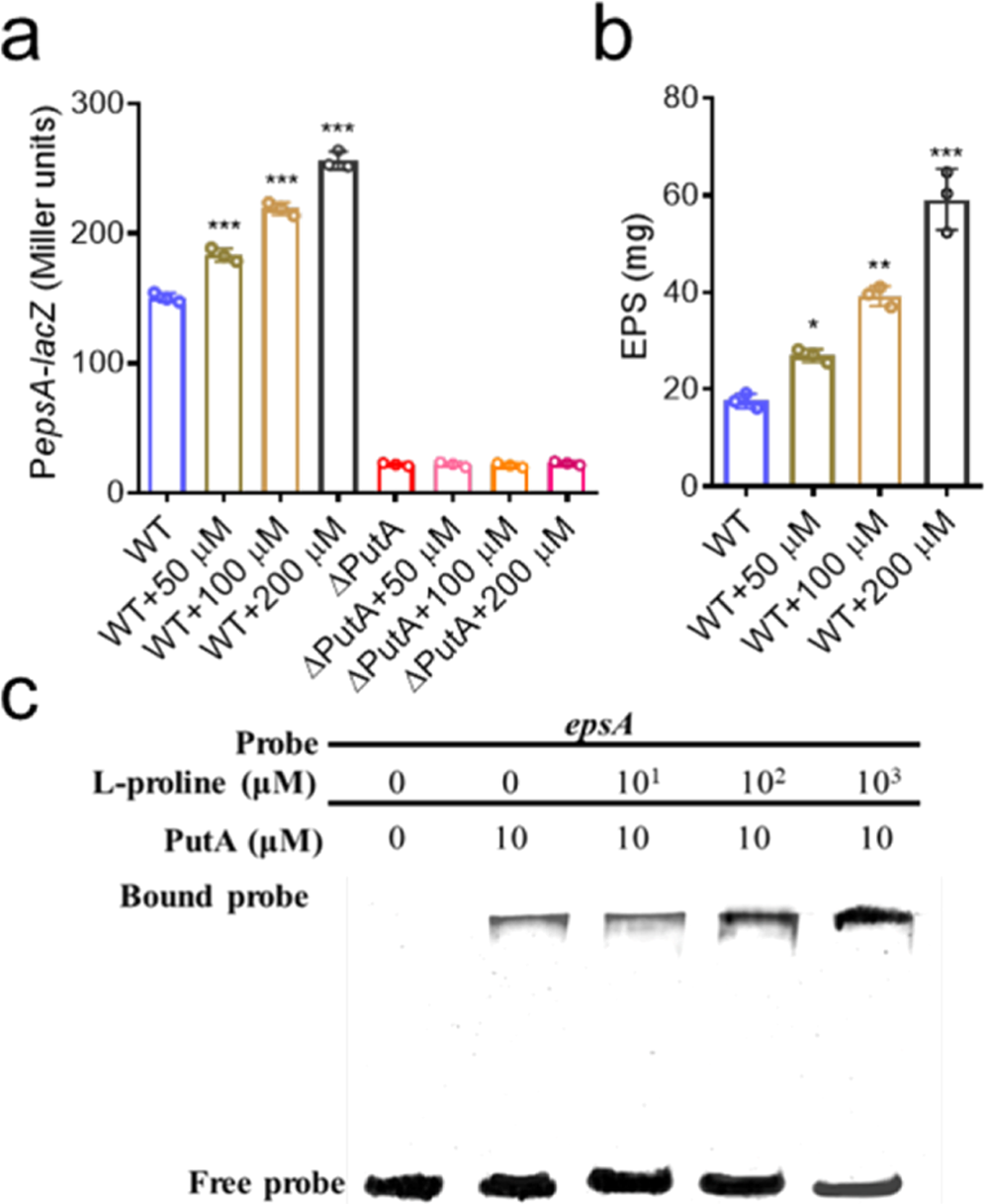 Fig. 3: Effects of L-proline on the regulatory activity of PutA.