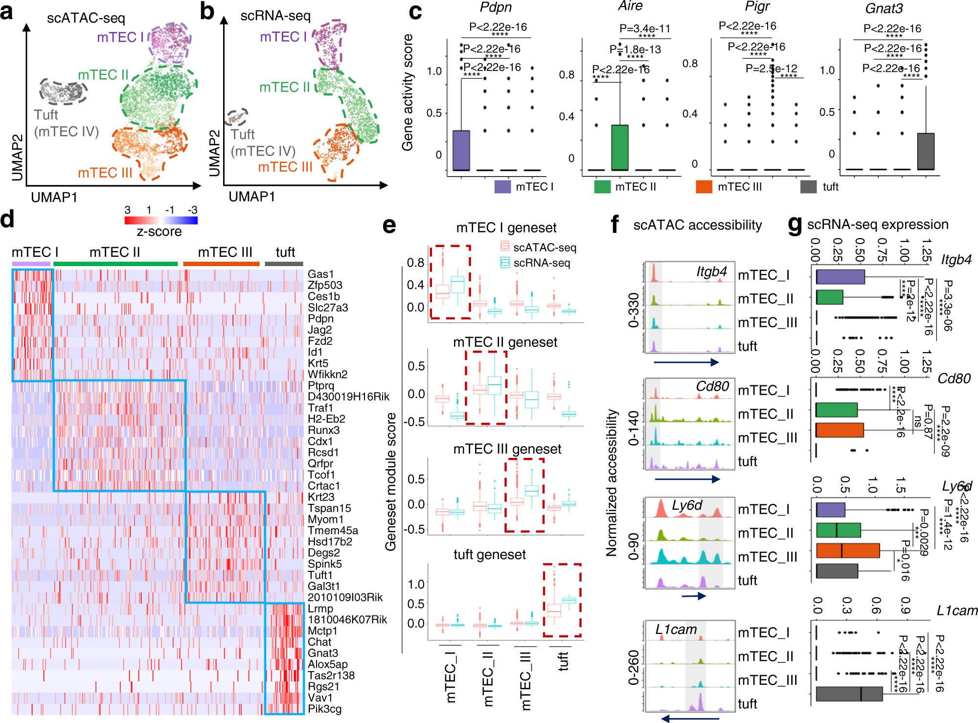 Sirt6-mediated epigenetic modification of DNA accessibility is essential  for Pou2f3-induced thymic tuft cell development | Communications Biology