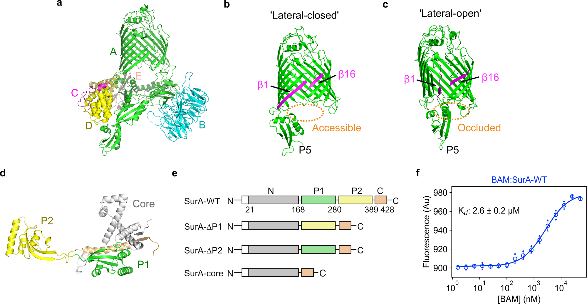 Dynamic interplay between the periplasmic chaperone SurA and the BAM  complex in outer membrane protein folding | Communications Biology
