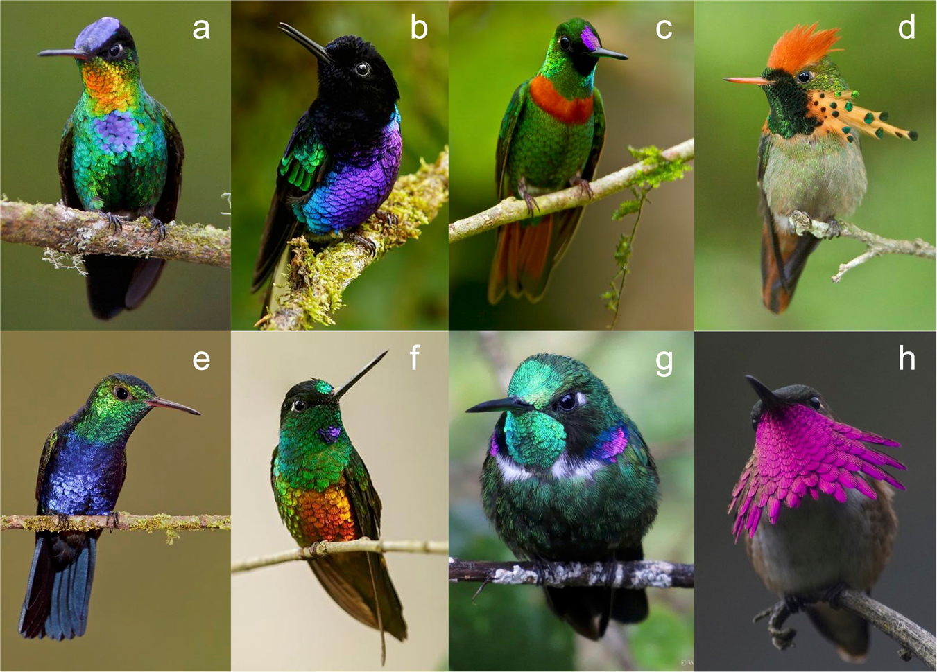 10 Birds with the Most Colorful Feathers - A-Z Animals