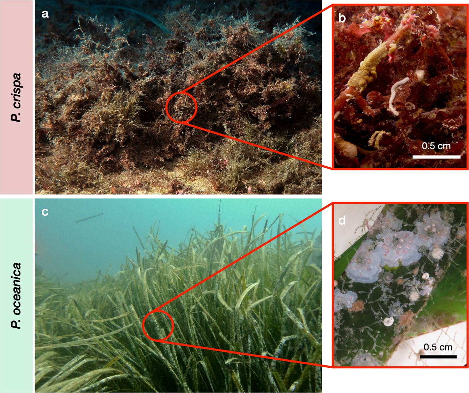 Fleshy red algae mats act as temporary reservoirs for sessile invertebrate  biodiversity | Communications Biology