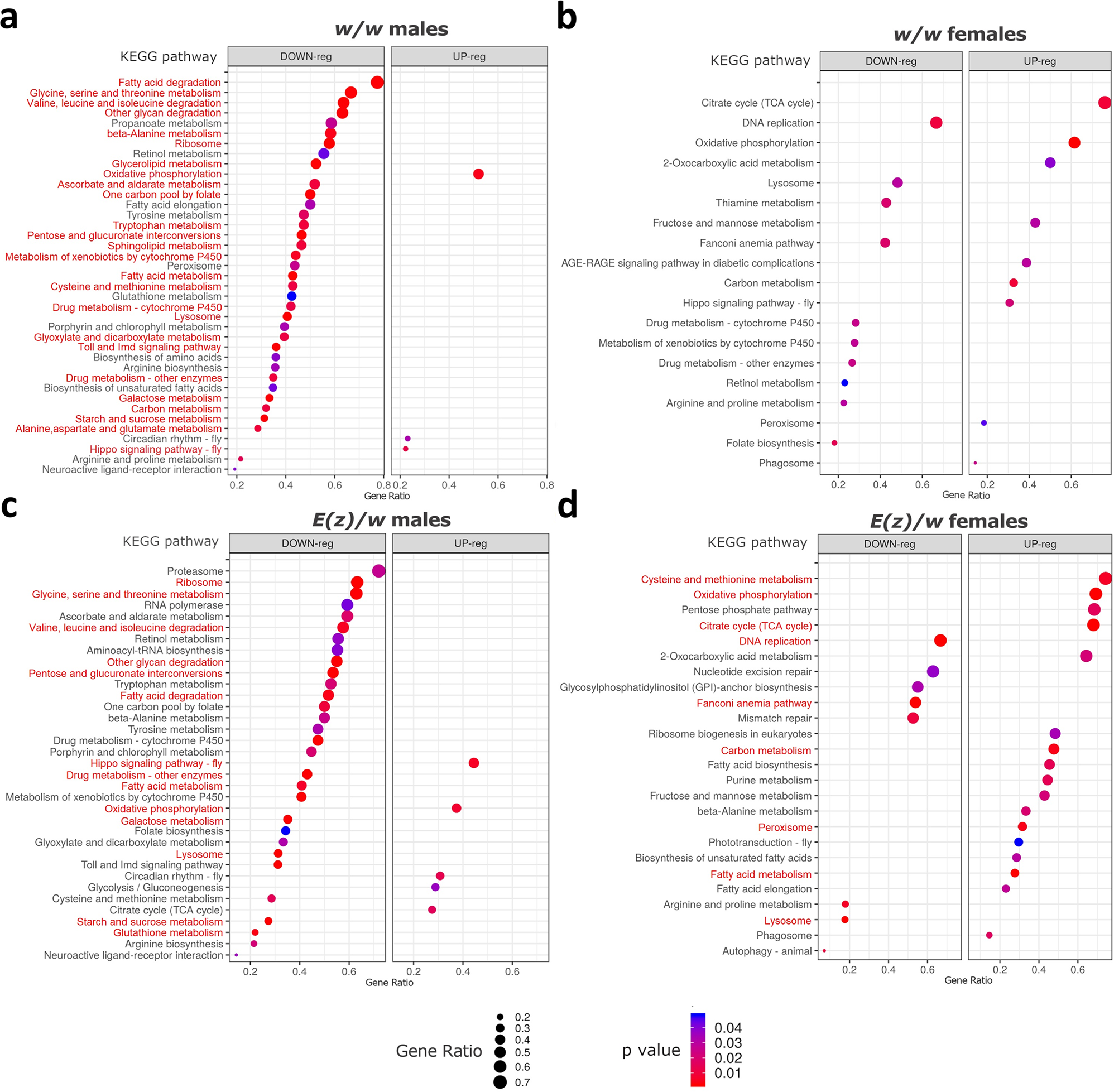 Fig. 6: Dotplots showing the results of KEGG pathways enrichment analyses performed for DE genes (either up-regulated or down-regulated) associated with exposure to a combination of anti-aging interventions (dietary restriction (DR); co-administration of berberine, fucoxanthin, and rapamycin (3G); living in constant darkness (DD) and low temperature (18 °C) conditions) in 5-day-old D. melanogaster.