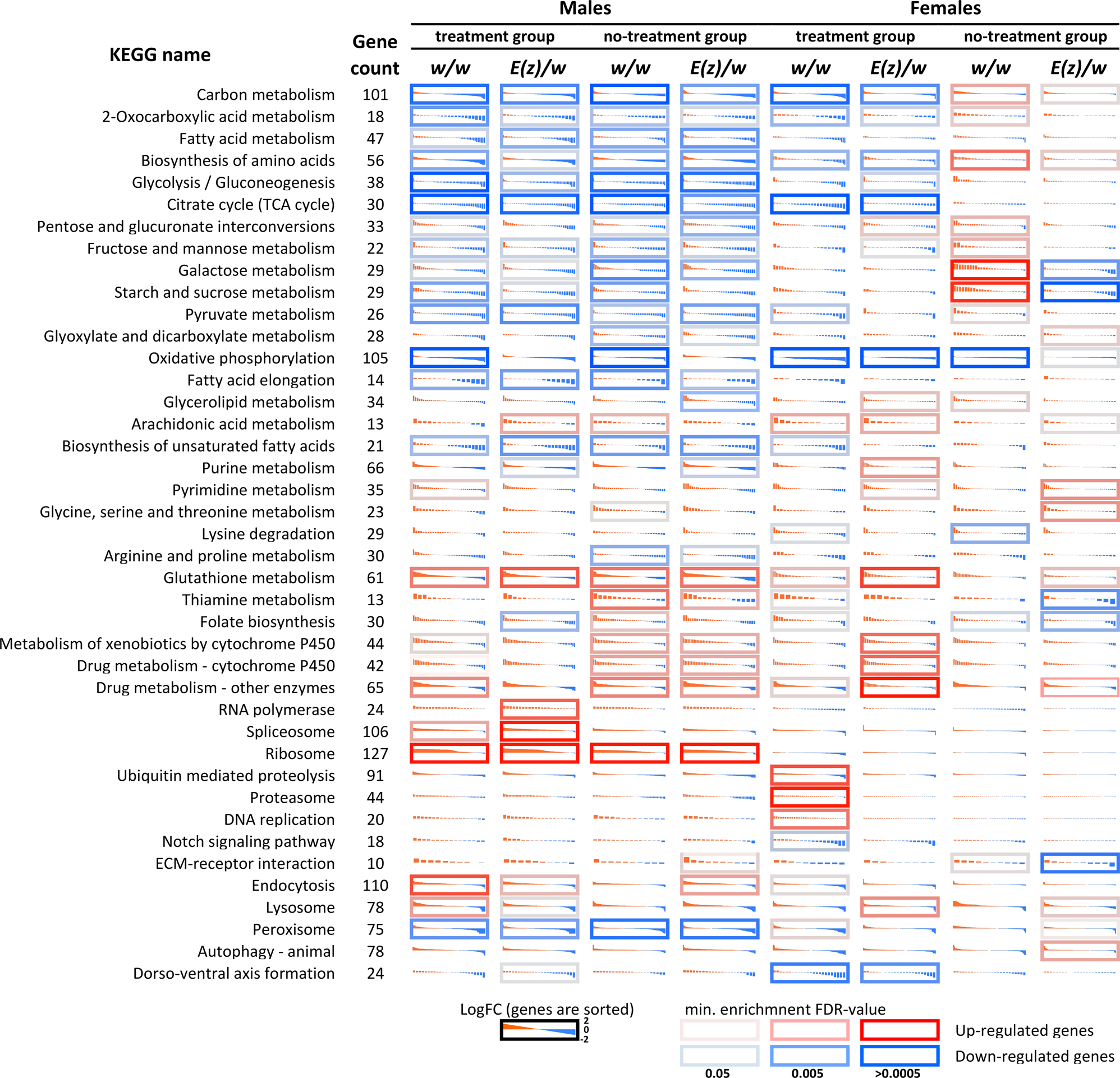 Fig. 7: Age-dependent changes in the expression profiles measured for genes participating in KEGG pathways in males and females of both genotypes (w/w and E(z)/w).