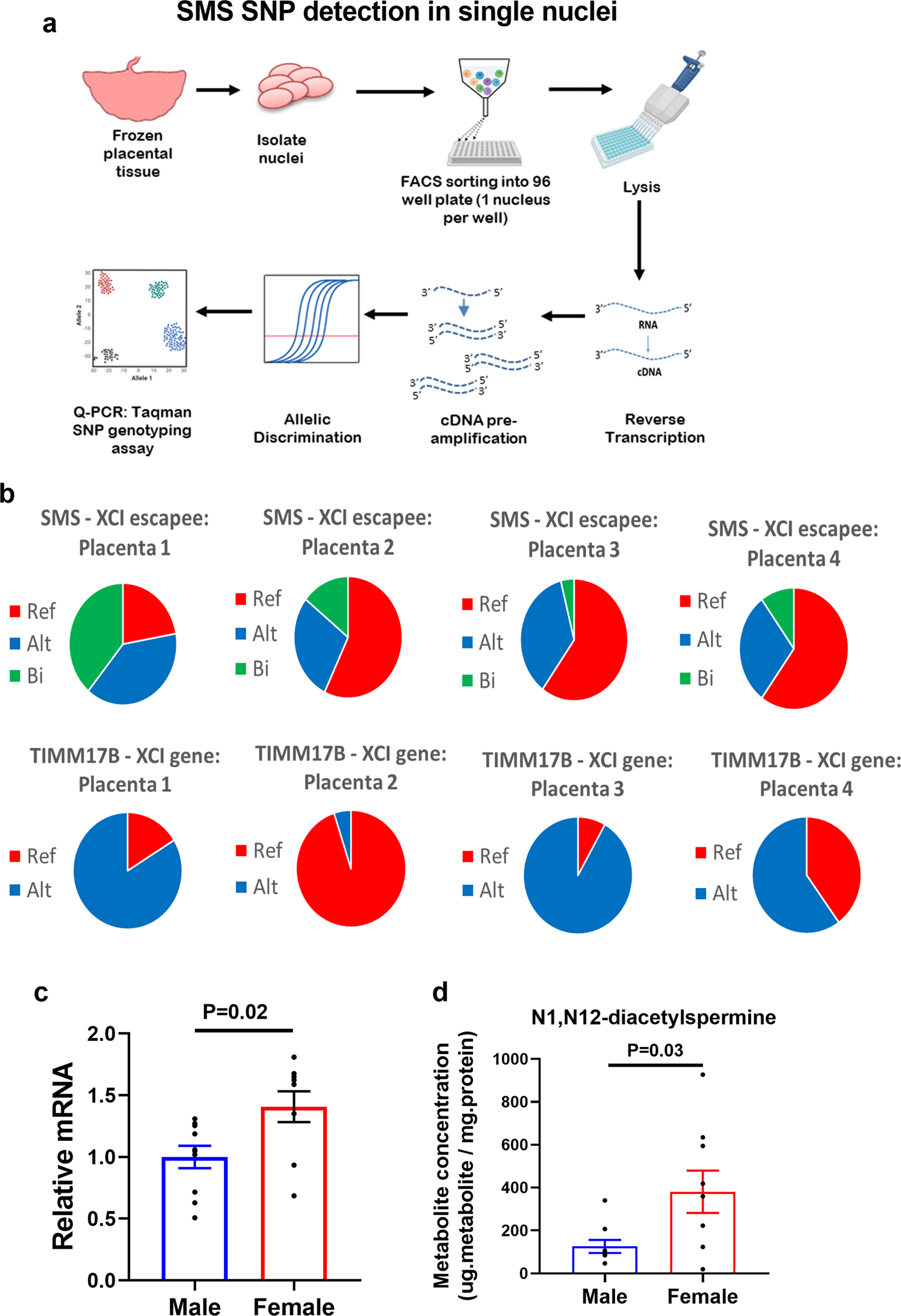 Placental sex-dependent spermine synthesis regulates trophoblast gene  expression through acetyl-coA metabolism and histone acetylation |  Communications Biology