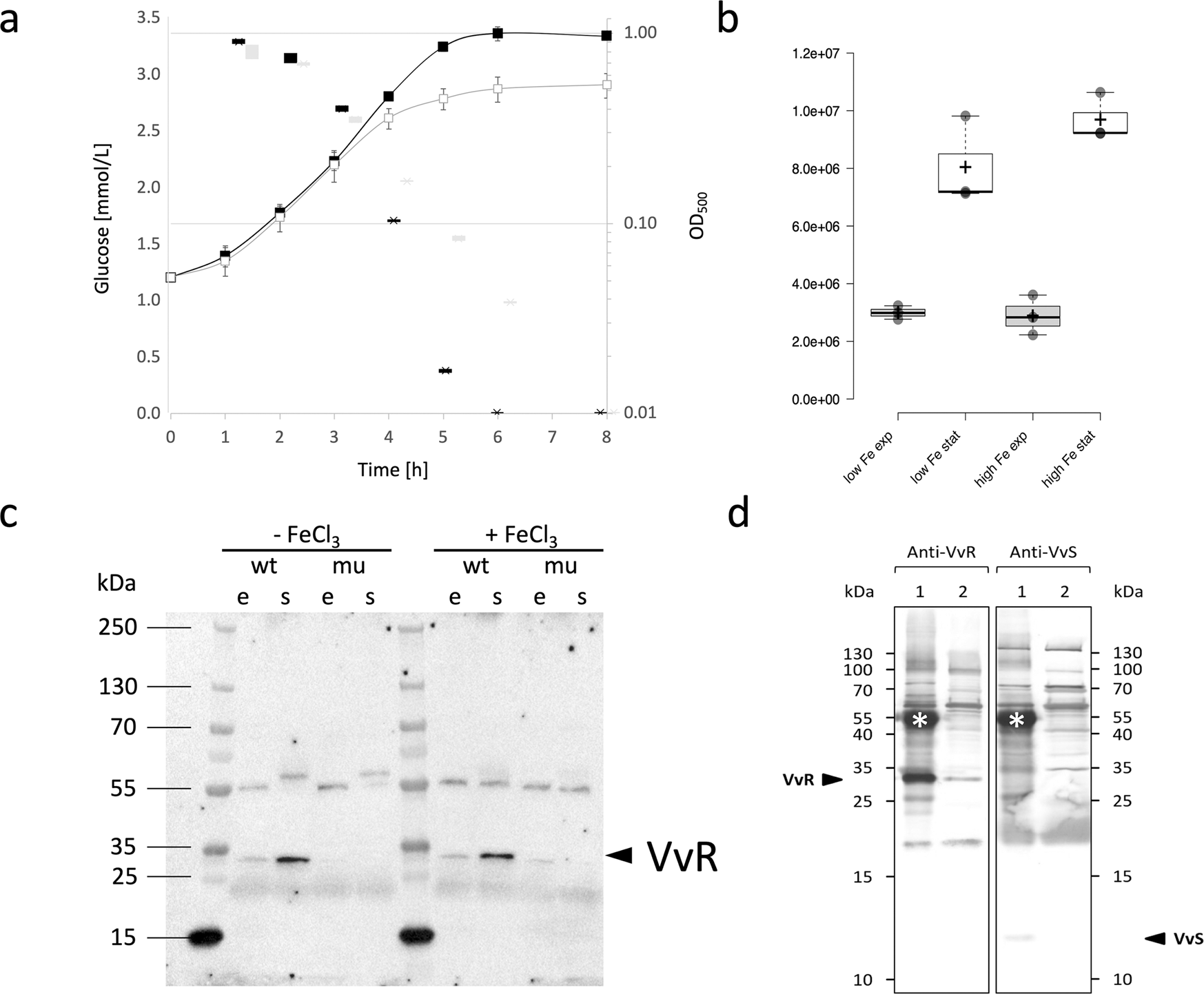 The Vibrio vulnificus stressosome is an oxygen-sensor involved in  regulating iron metabolism | Communications Biology