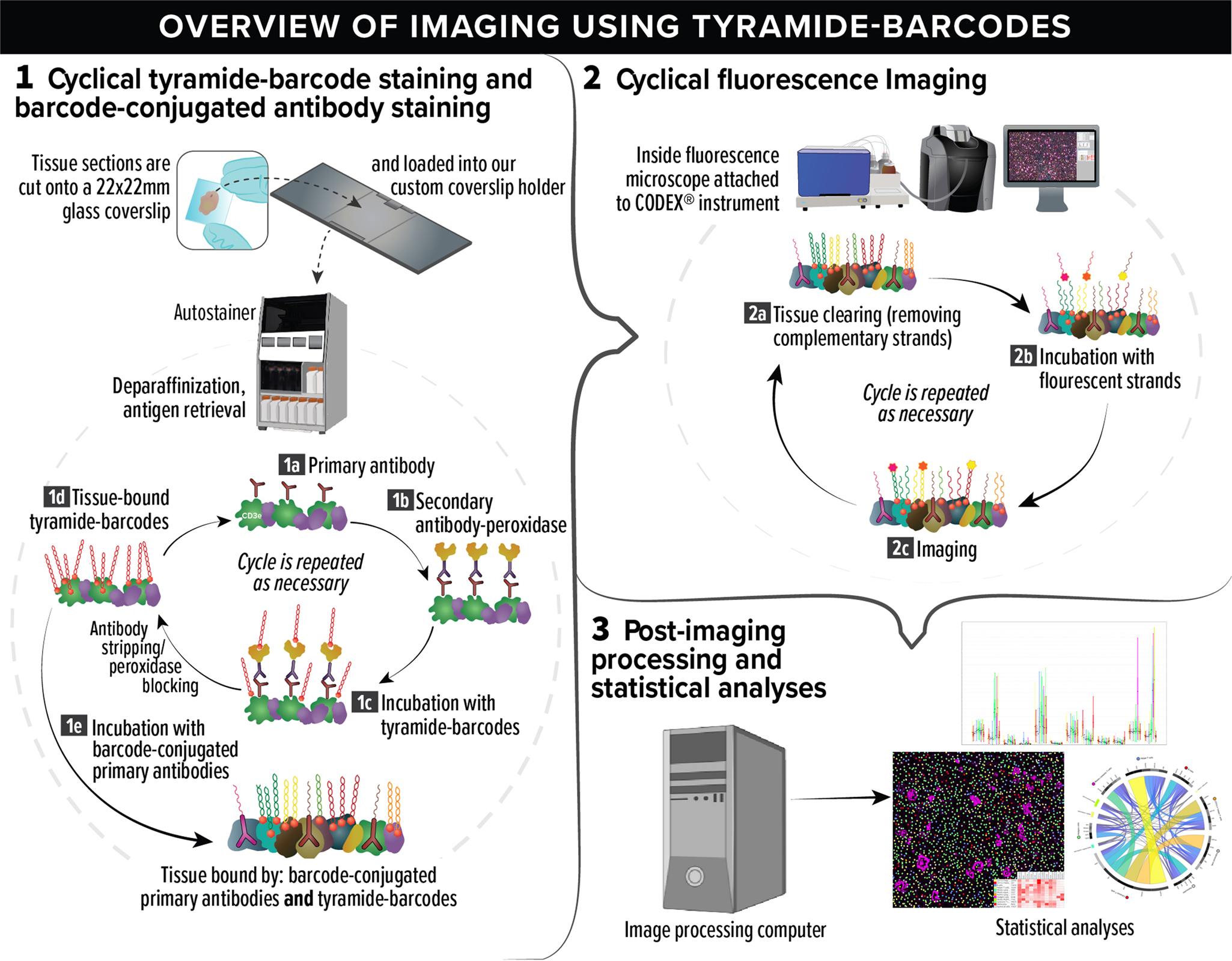 Tyramide-conjugated DNA barcodes enable signal amplification for  multiparametric CODEX imaging | Communications Biology