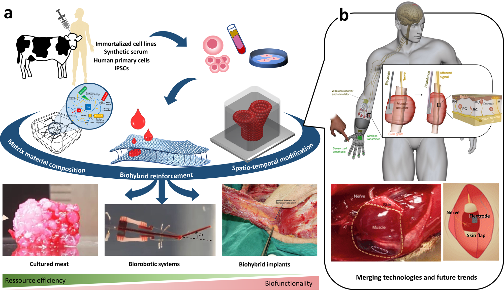 Bloody good idea? Could 'wasted' animal blood be alternative protein source?