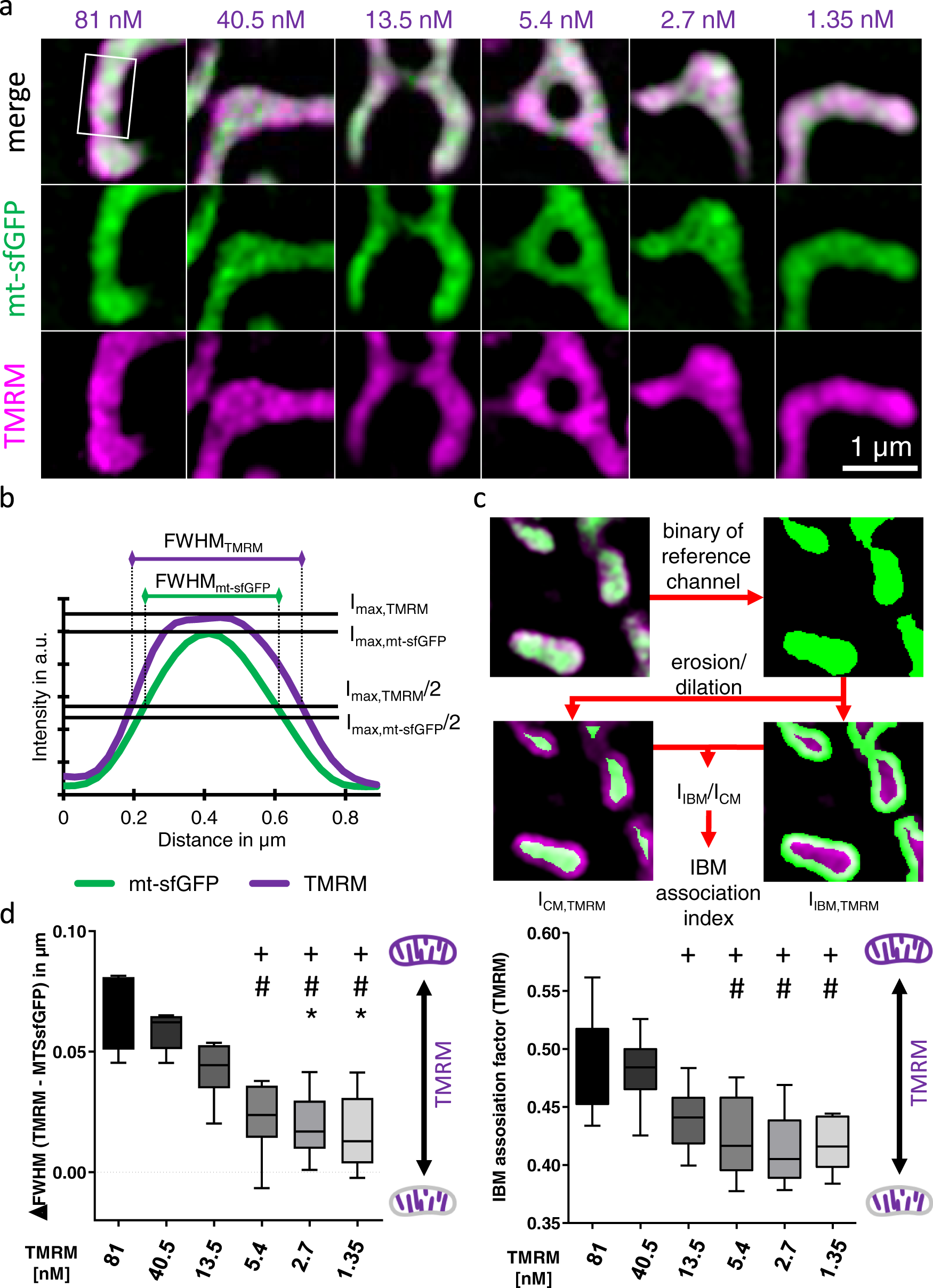 MICU1 controls spatial membrane potential gradients and guides Ca2+ fluxes  within mitochondrial substructures | Communications Biology