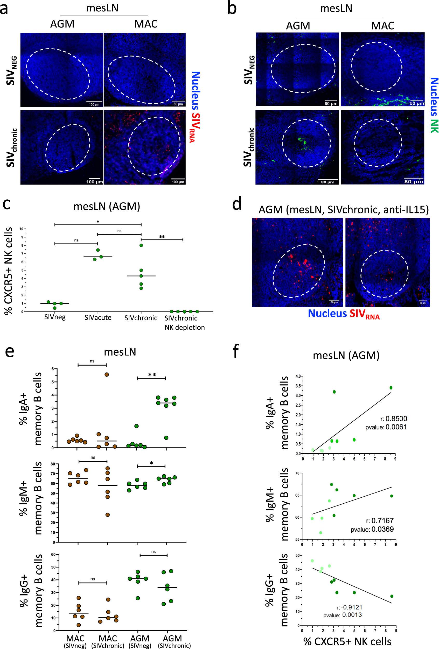 Nk Cell Spatial Dynamics And Iga Responses In Gut Associated Lymphoid Tissues During Siv Infections Communications Biology