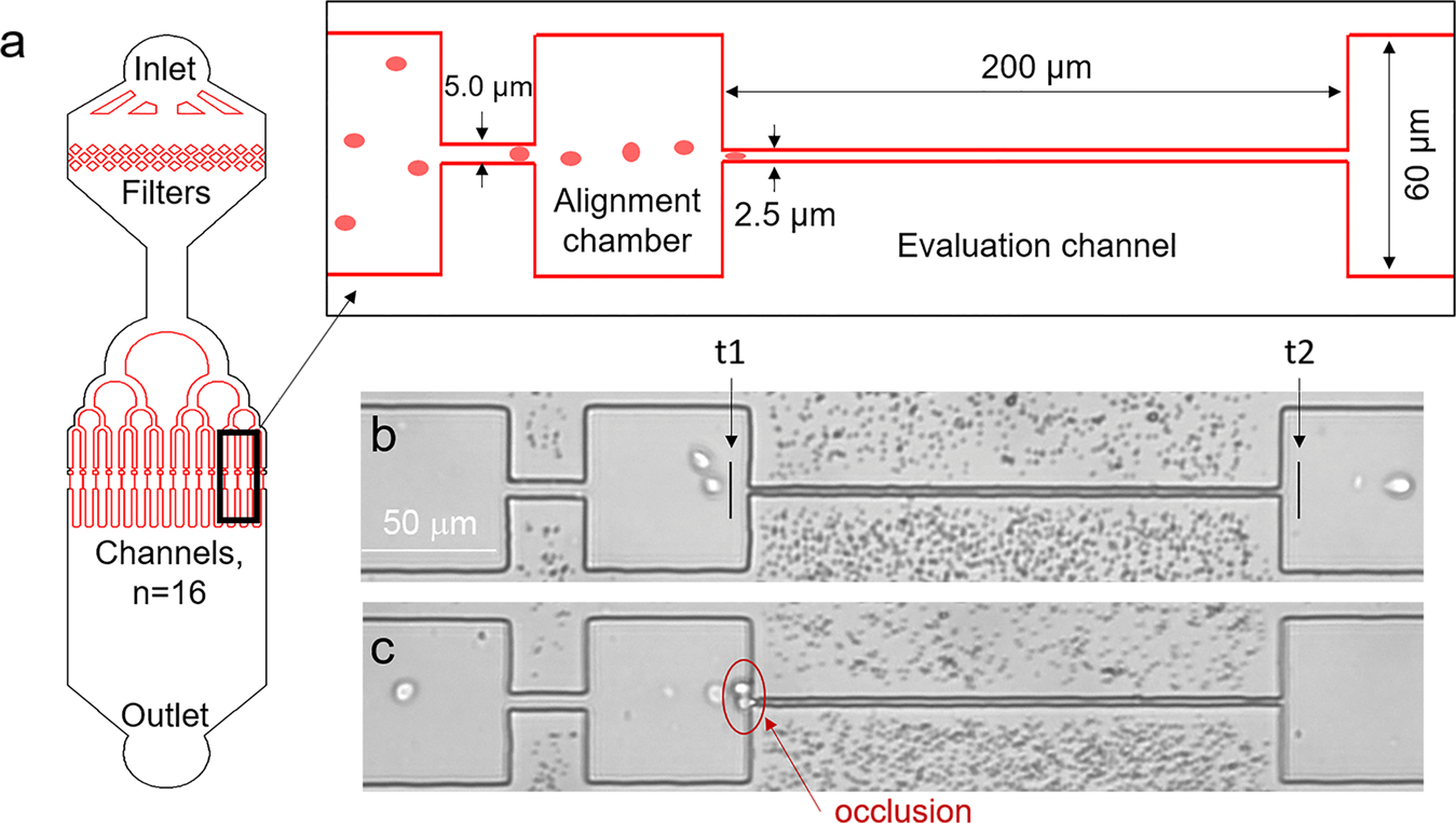 Persistent red blood cells retain their ability to move in microcapillaries  under high levels of oxidative stress