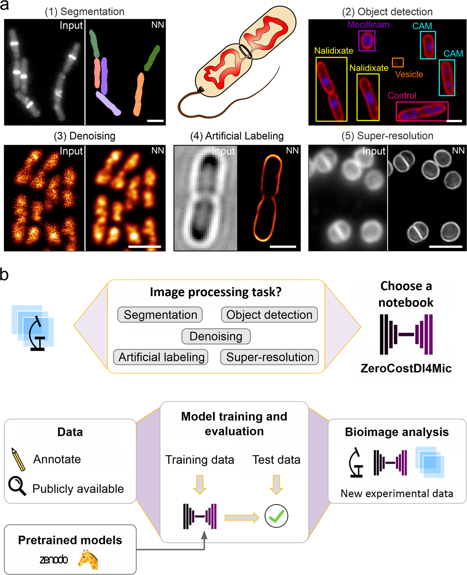 DeepBacs for multi-task bacterial image analysis using open-source deep  learning approaches | Communications Biology
