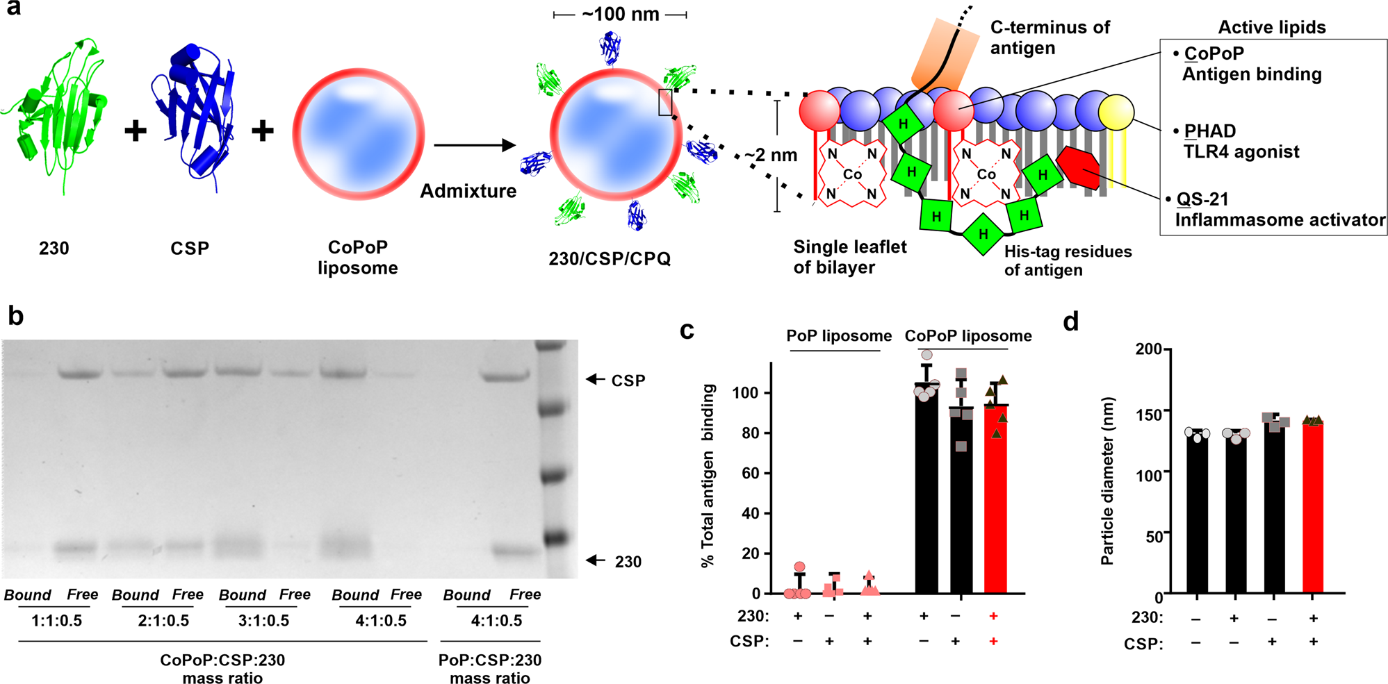 Vaccine co-display of CSP and Pfs230 on liposomes targeting two Plasmodium  falciparum differentiation stages | Communications Biology