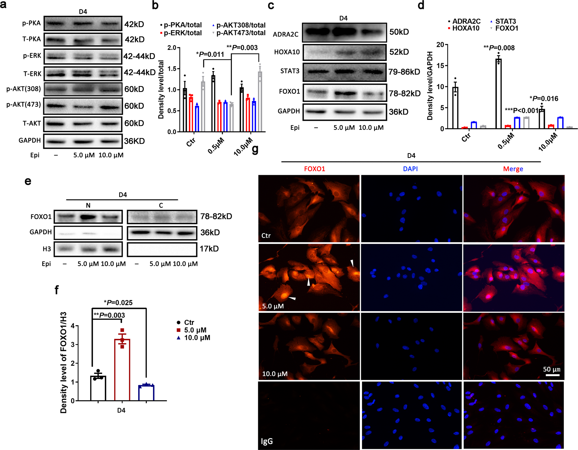 Fig. 4: The adrenergic signaling pathway downregulates AKT activity, associated with increased FOXO1 expression and nuclear localization.