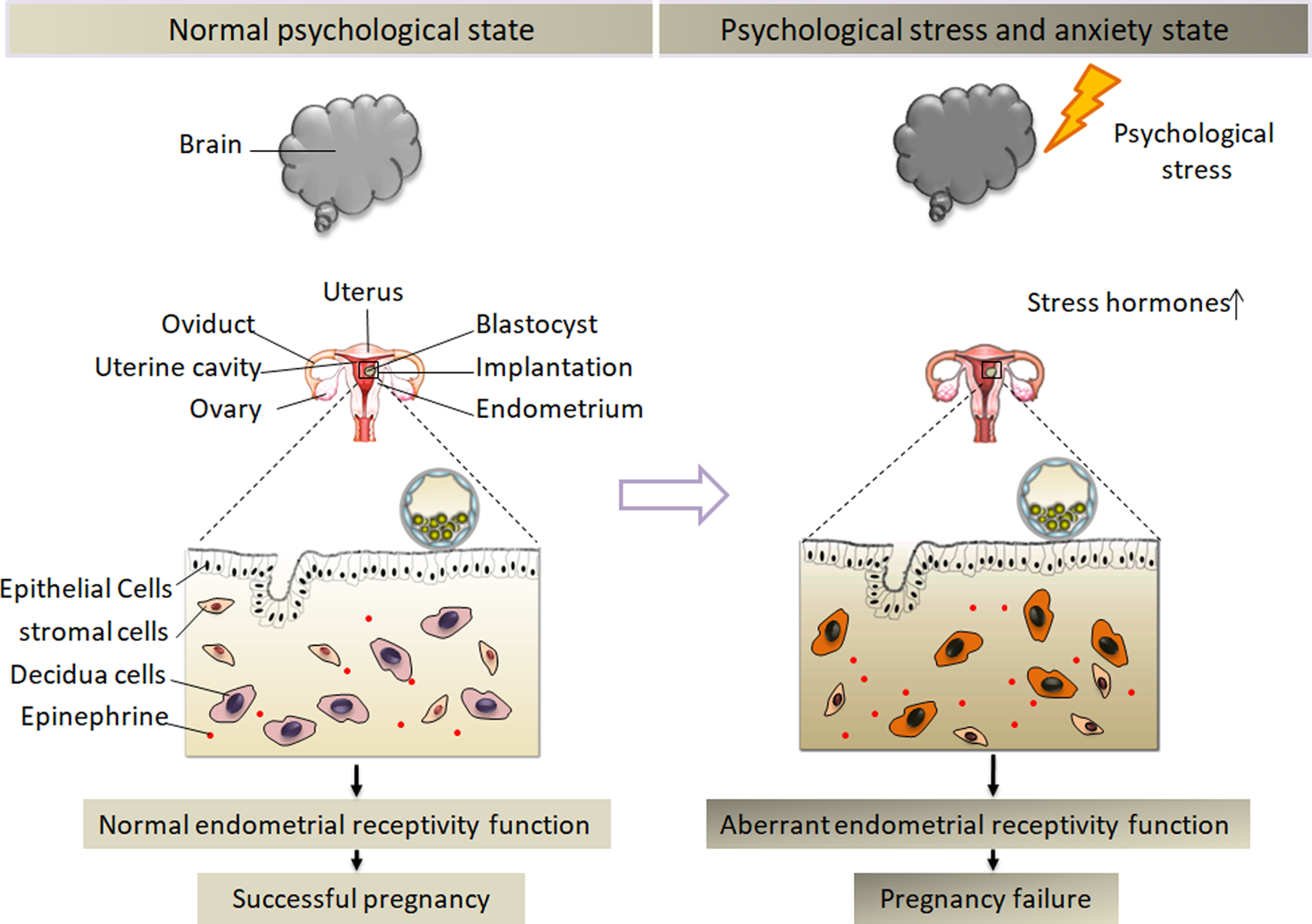Fig. 8: Mental stress may alter the functional status of endometrium receptivity, thus affecting early pregnancy.