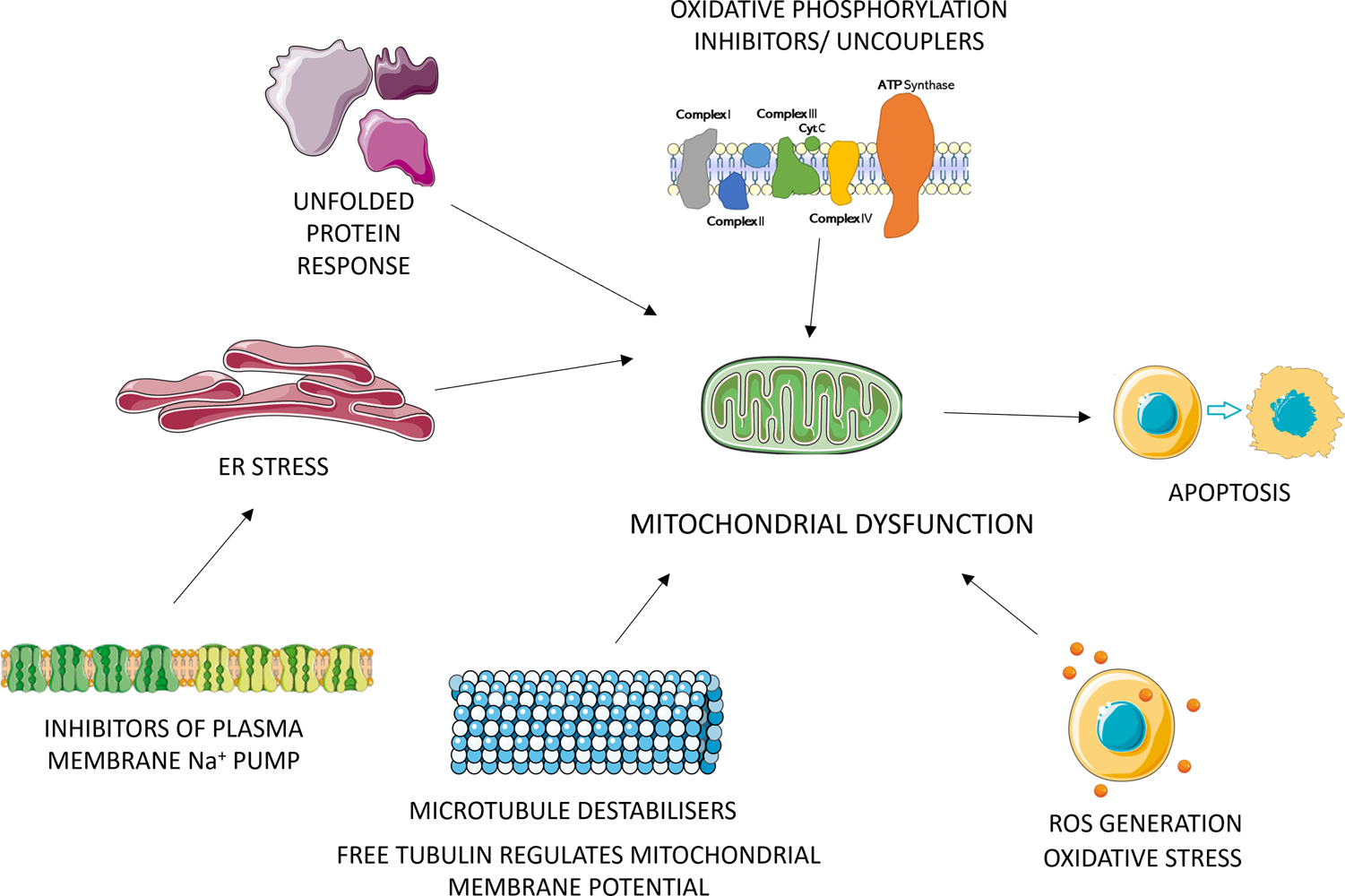 Toxicity pathways. Toxicity pathways describe the processes by