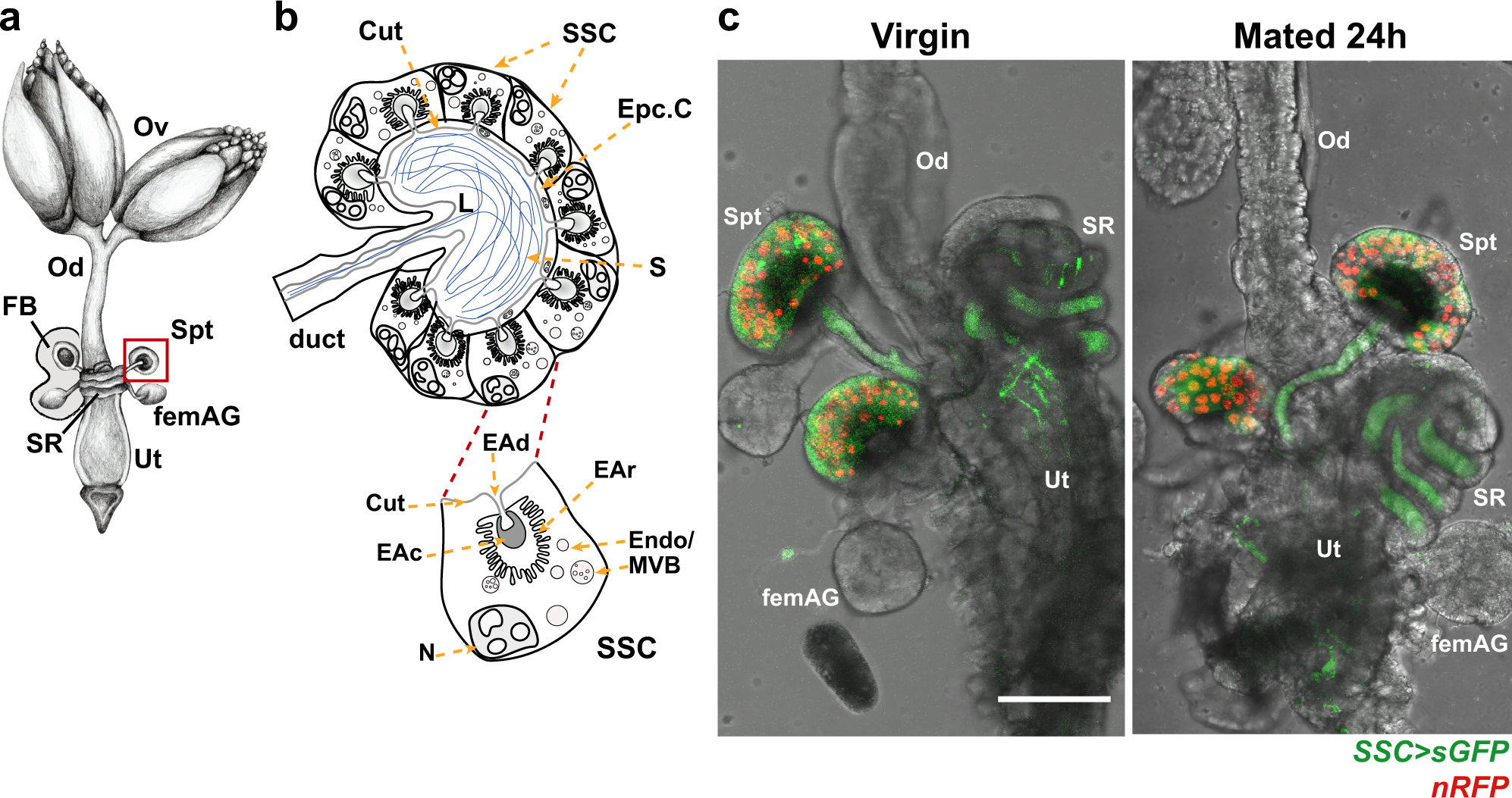 Example of a female rotor enveloped by its male counterpart by use