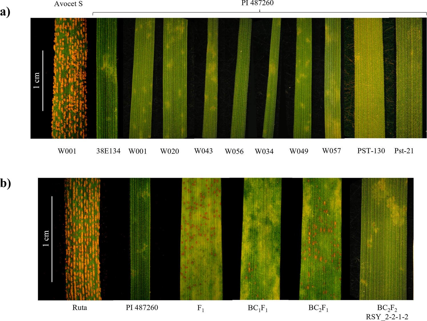 Discovery of stripe rust resistance with incomplete dominance in