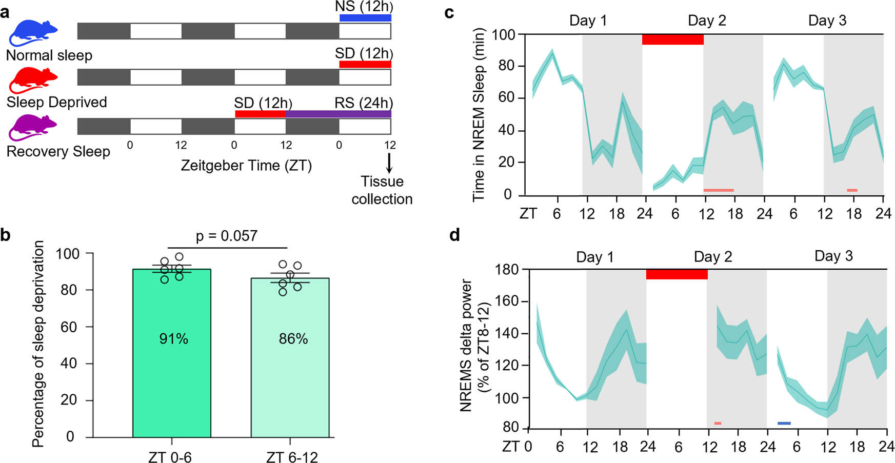 Fig. 1: Study design and EEG validation of sleep phenotype during sleep deprivation experiment.