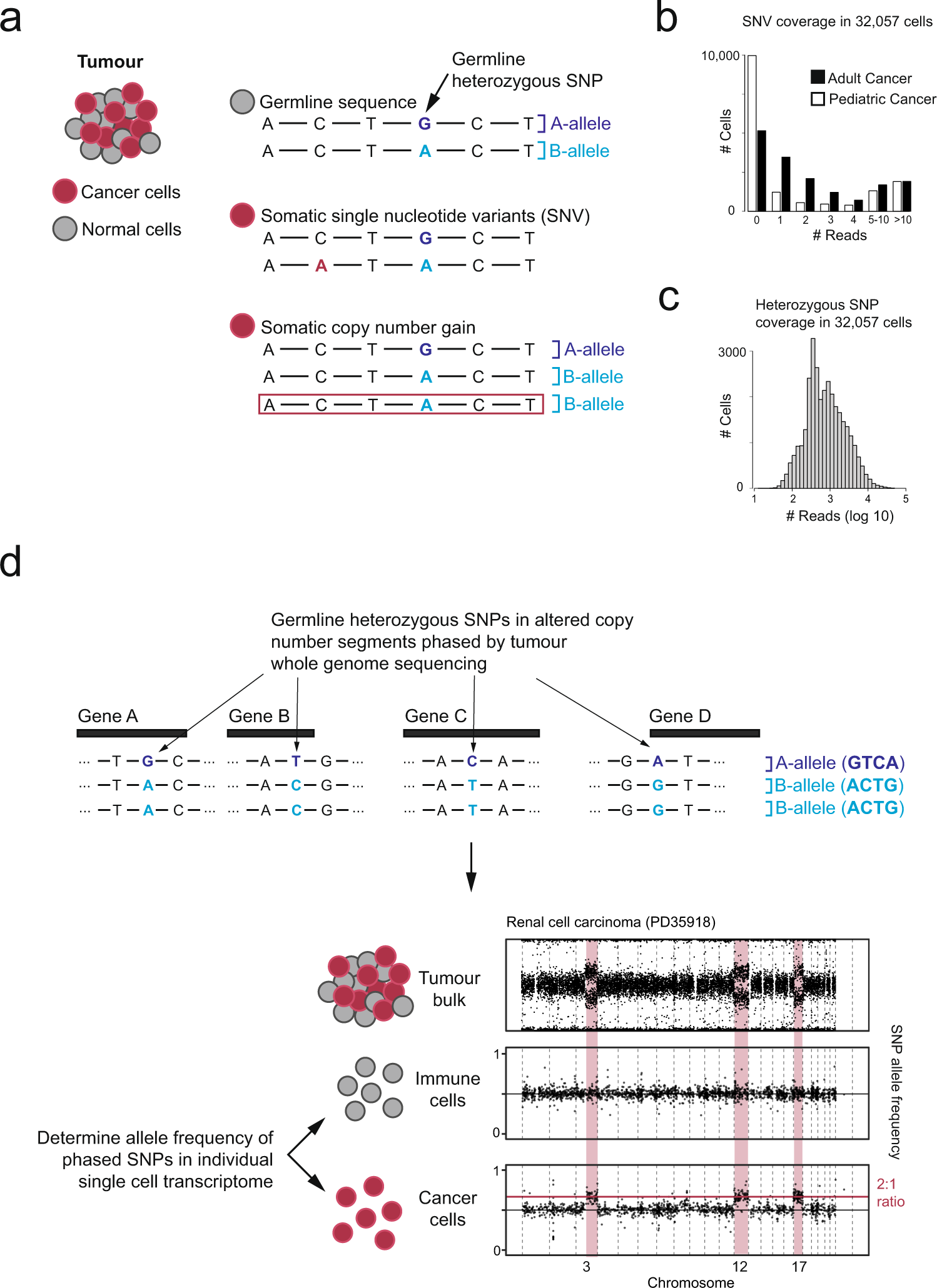 Precise identification of cancer cells from allelic imbalances in single  cell transcriptomes | Communications Biology