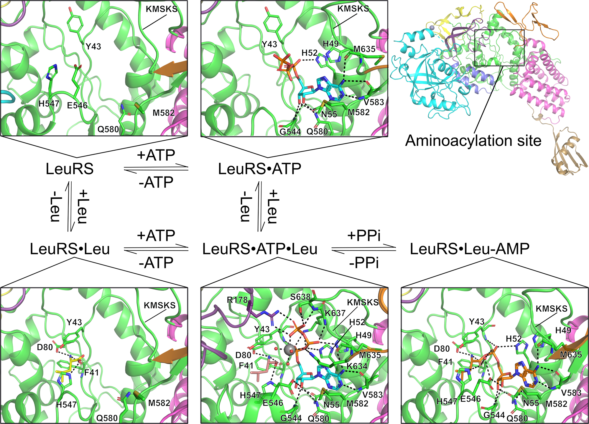 Fig. 2: Snapshots of each catalytic step during Leu-AMP formation.