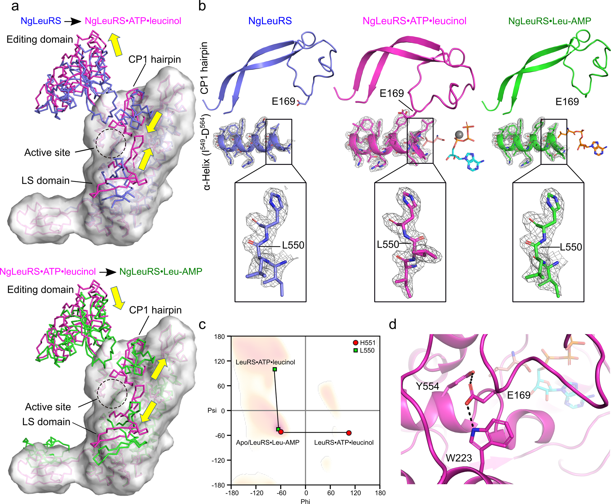 Fig. 3: Structural comparison of different catalytic states of NgLeuRS.