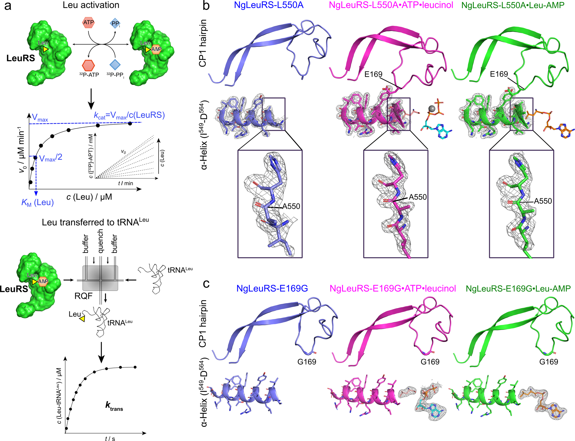 Fig. 4: The effects of L550A and E169G mutants on NgLeuRS catalytic efficiency.