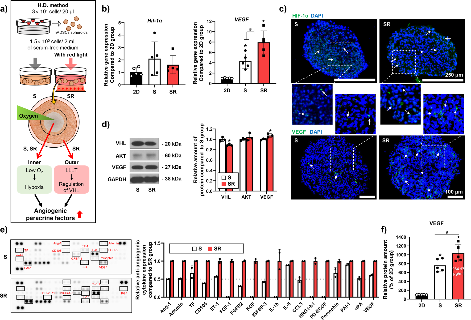 Fig. 2: Secretion of angiogenic paracrine factors of spheroid hADSCs cells following red light stimulation.