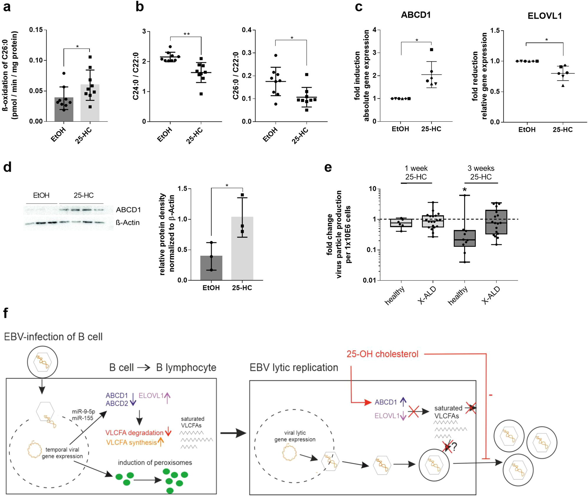 Fig. 5: The antiviral mediator 25-hydroxycholesterol lowers cellular VLCFA levels and interferes with EBV reproduction.