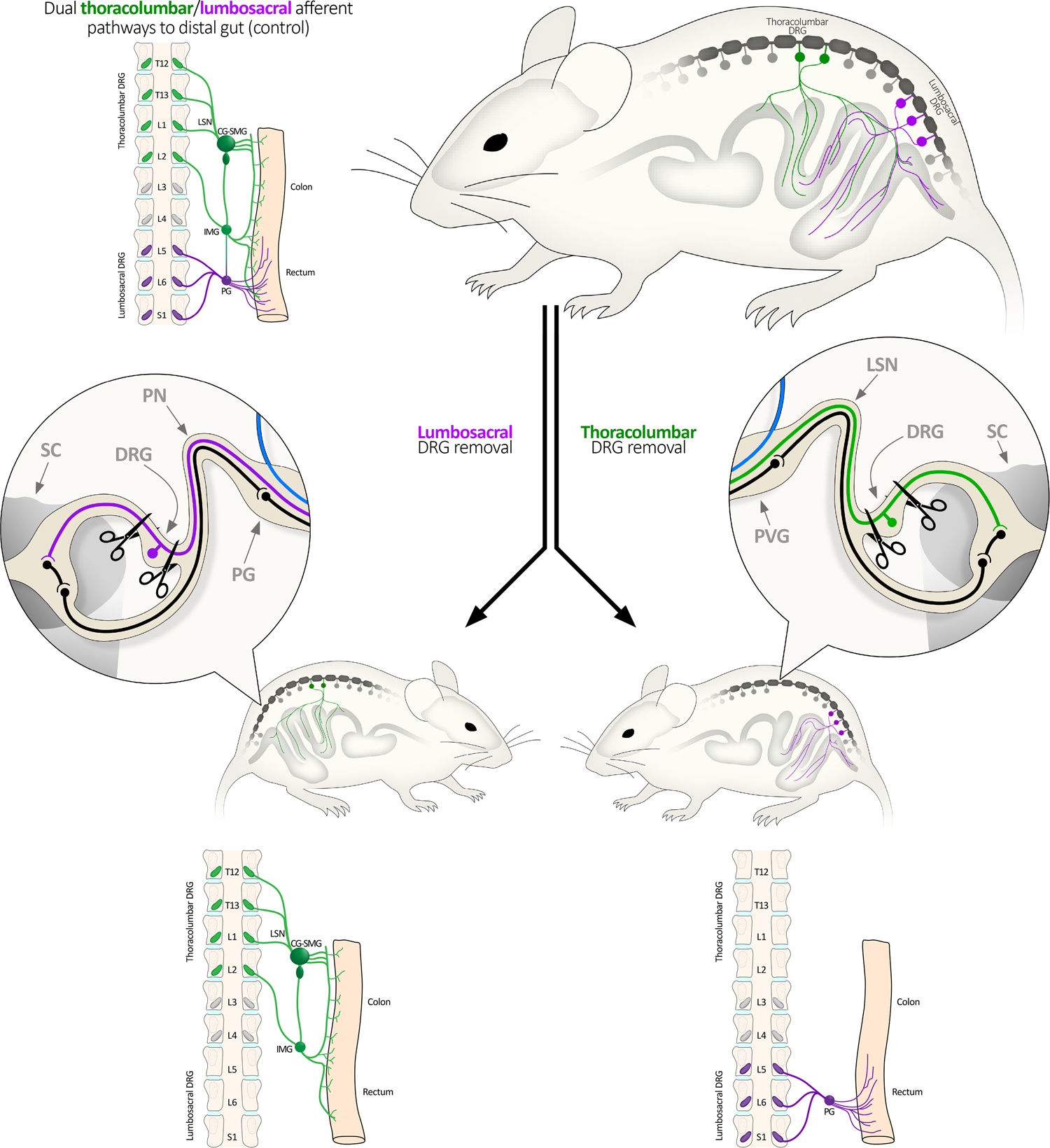 Disengaging spinal afferent nerve communication with the brain in live mice  | Communications Biology