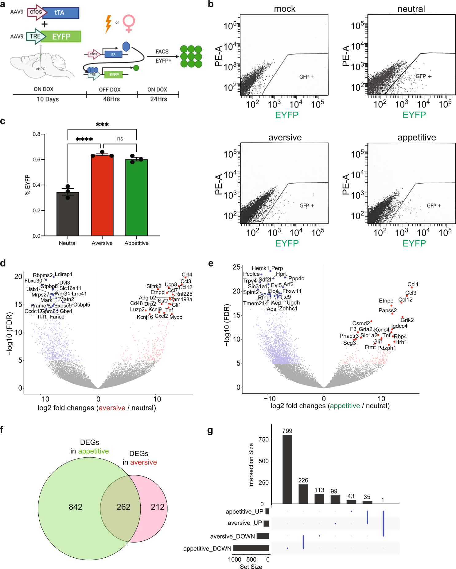 Fig. 3: Distinct molecular landscapes of appetitive and aversive hippocampus engram cells.