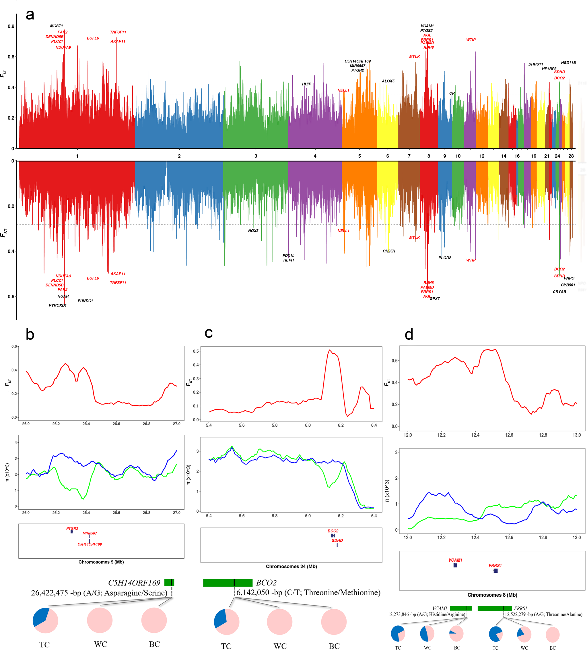 Fig. 3: Selection signals for adaptation to high-altitude hypoxia of TC.