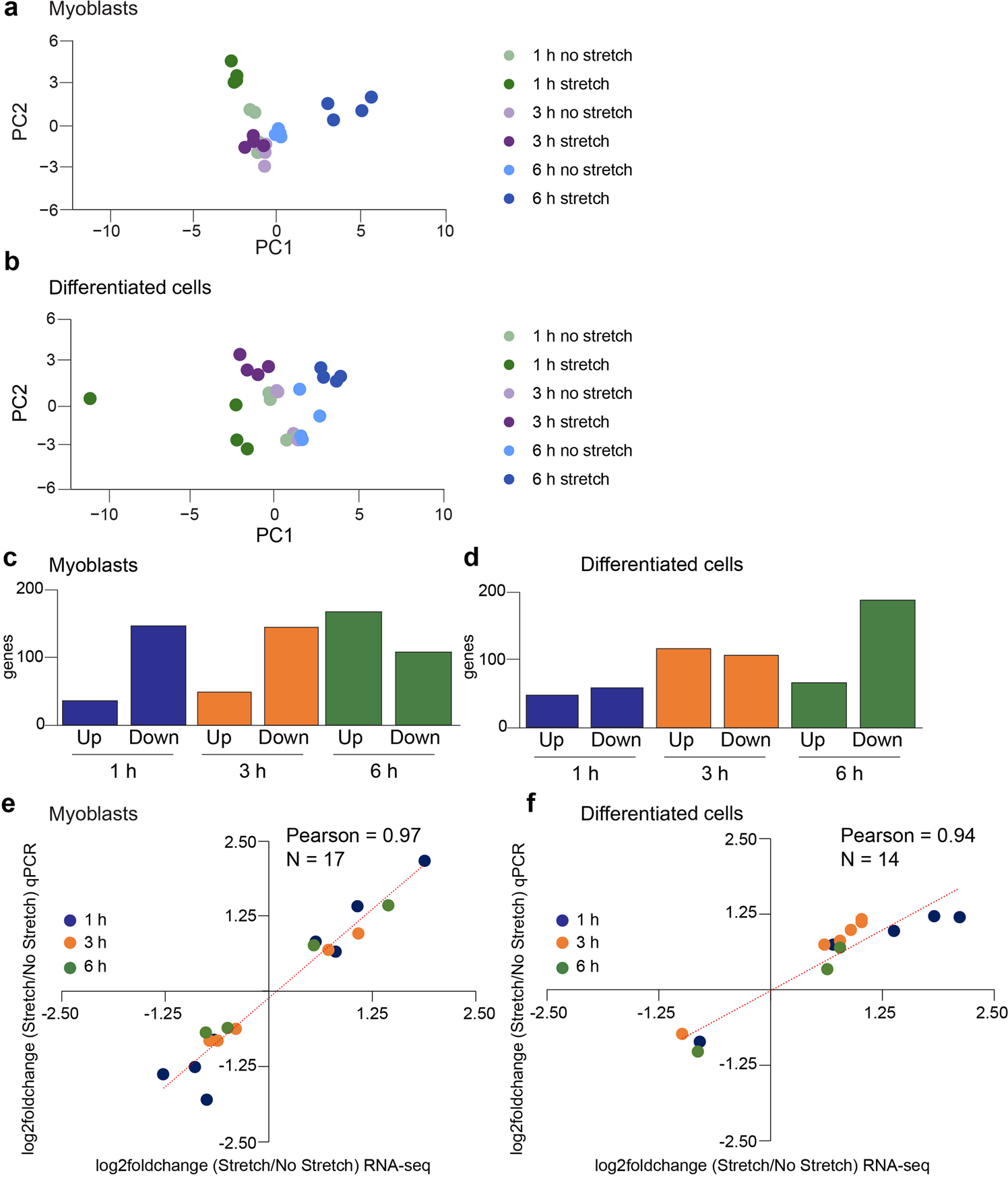 Stretching muscle cells induces transcriptional and splicing transitions  and changes in SR proteins | Communications Biology