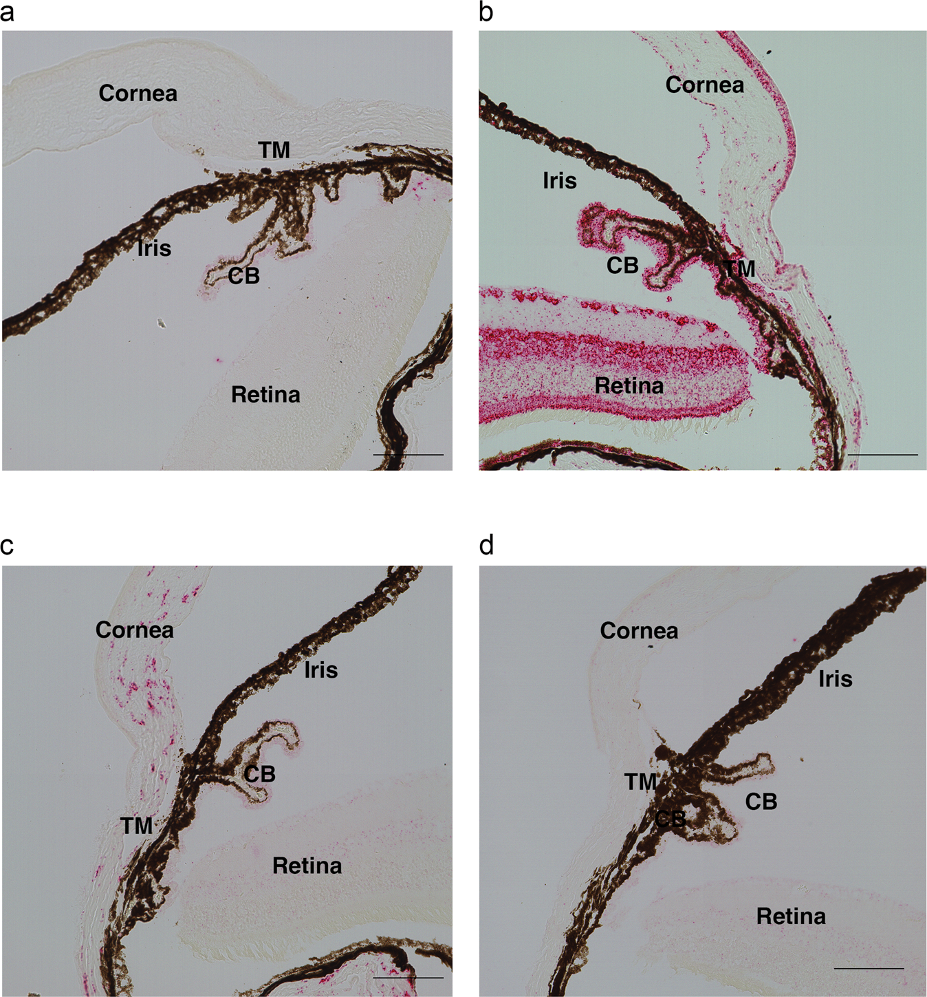 Fig. 7: In situ characterization of Angptl7 mRNA in WT and Angptl7 KO mouse eyes.