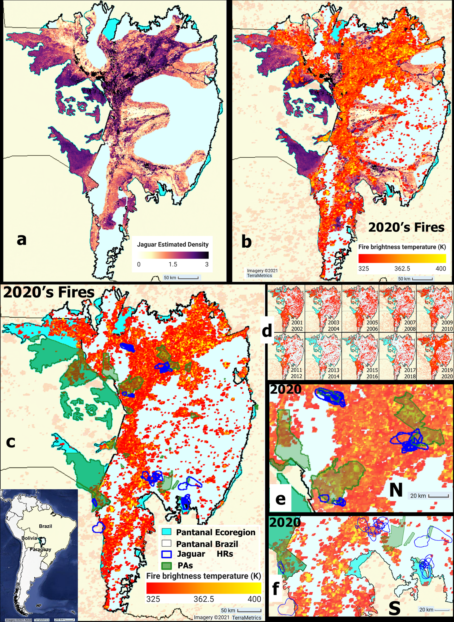 Wildfires disproportionately affected jaguars in the Pantanal