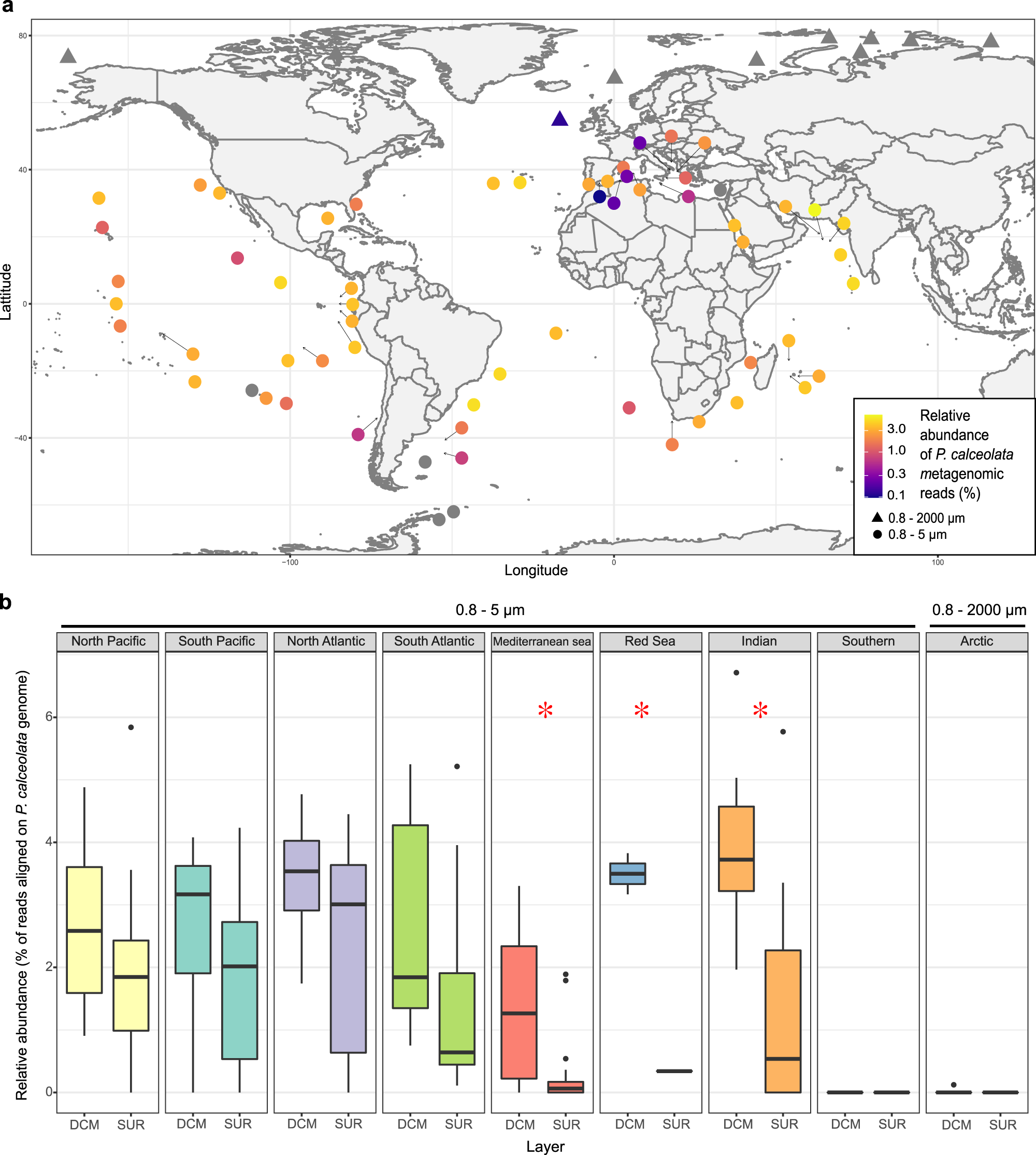 Fig. 2: Relative abundance and distribution of P. calceolata in the oceans.