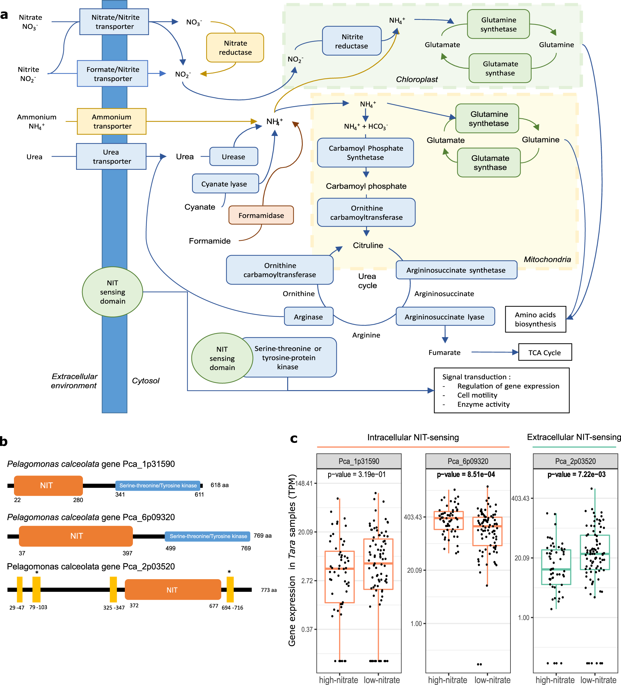 Fig. 5: Nitrogen sensing and metabolism in P. calceolata.