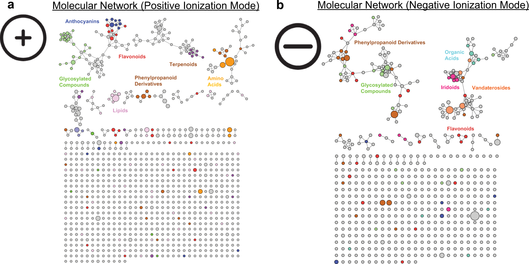 Fig. 4: Manually curated molecular network of 1500 chemical features discovered from tissues of the flower and leaves of PMJ.