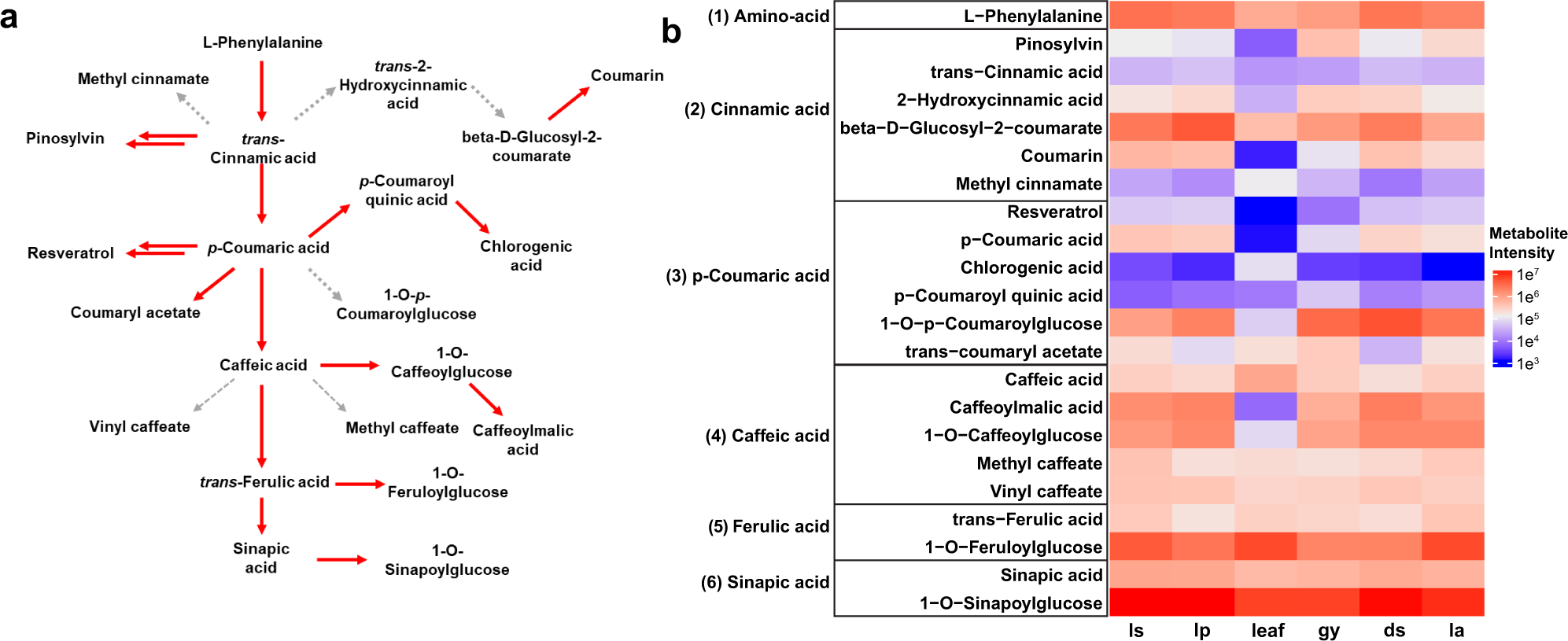 Fig. 7: Phenylpropanoid and stilbenoid derivatives identified in Ple. Miss Joaquim ‘Agnes’.