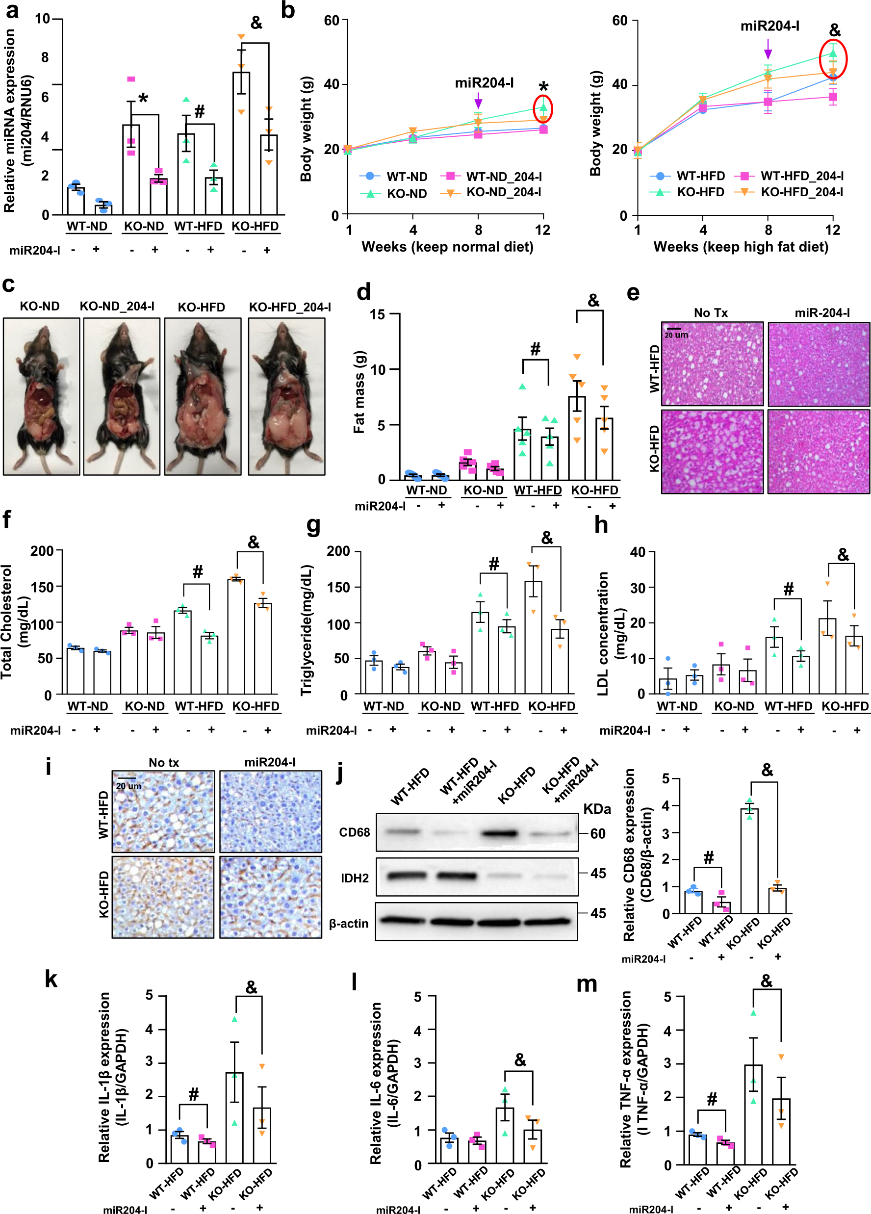 Fig. 6: miR204 inhibition attenuates IDH2 deletion-induced NAFLD.