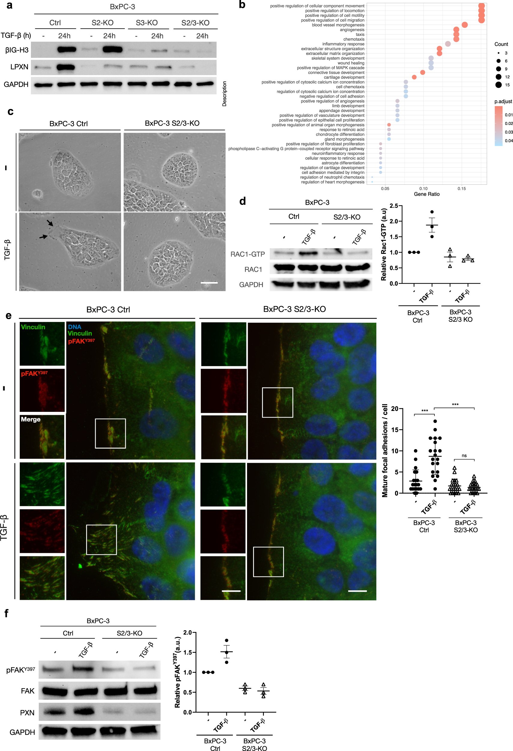 Fig. 3: SMAD2/3 initiate a collective migration transcriptional program in response of TGF-β in a SMAD4-null PDAC context.