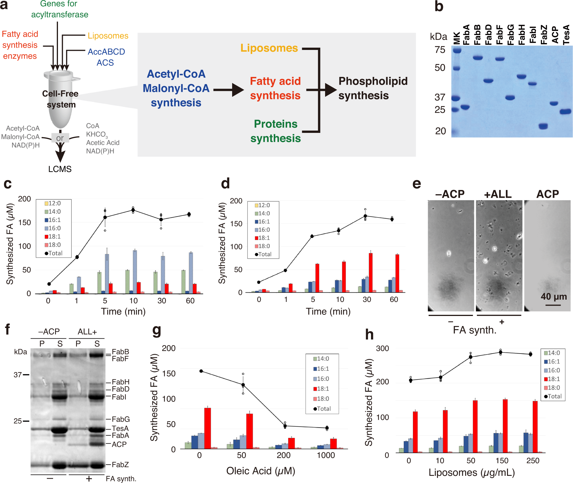 Fig. 1: Fatty acid (FA) synthesis in a reconstructed cell-free system.