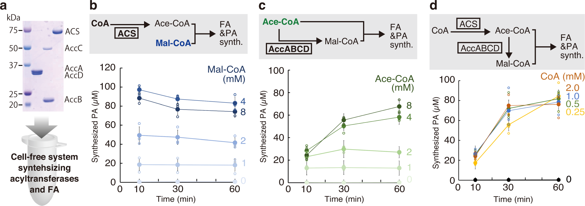 Fig. 3: Phosphatidic acid synthesis by synthesizing acetyl-CoA or/and malonyl-CoA.