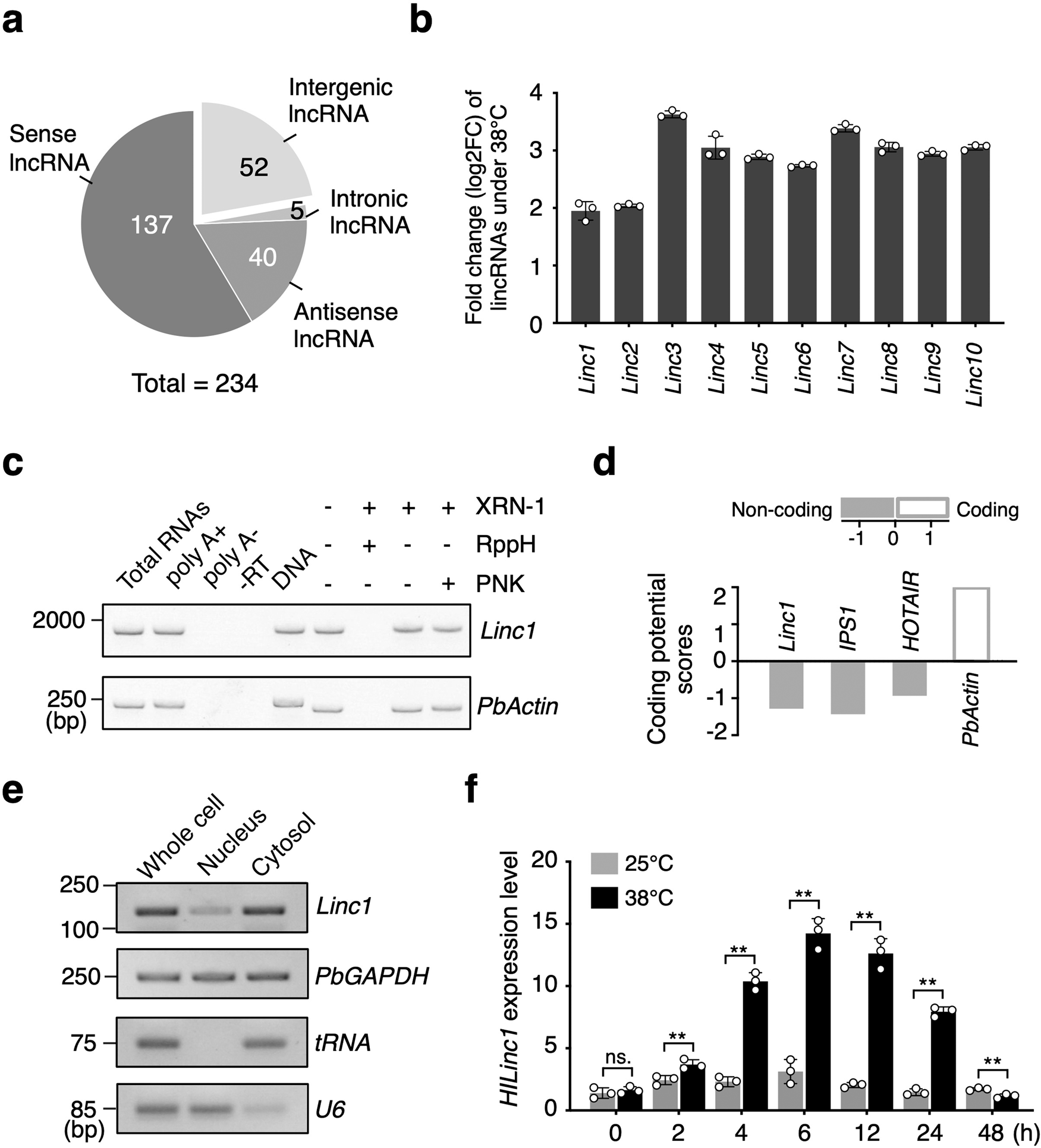 Fig. 1: Identification of heat-induced HILinc1 in crossbreed ‘Hongbaoshi’ (Pyrus spp.).