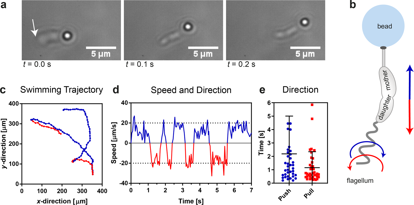 Bacteria-on-a-bead: probing the hydrodynamic interplay of dynamic cell  appendages during cell separation | Communications Biology