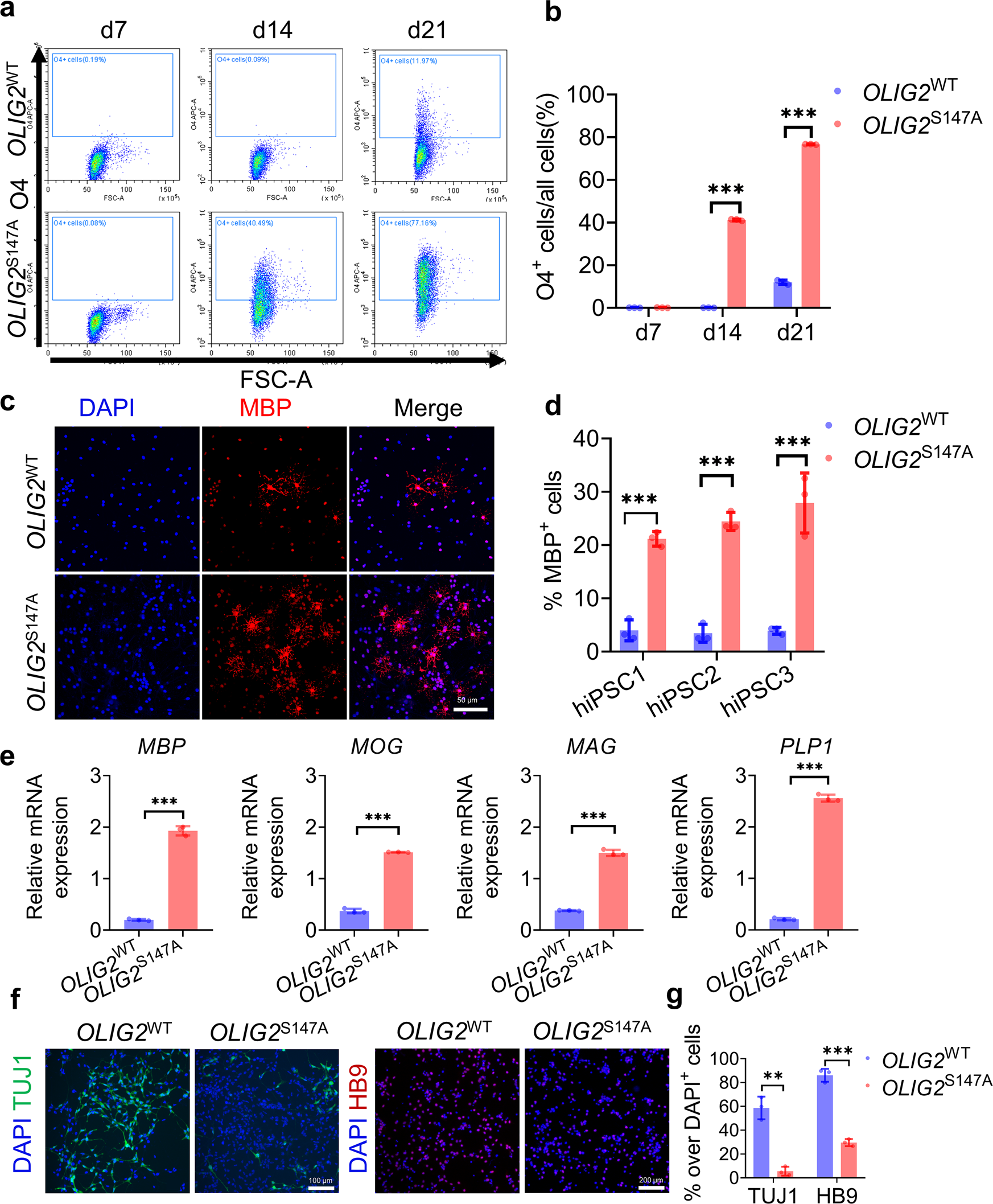 Fig. 3: Maturation of OLIG2 smRNA-treated OPCs into myelinating OLs.